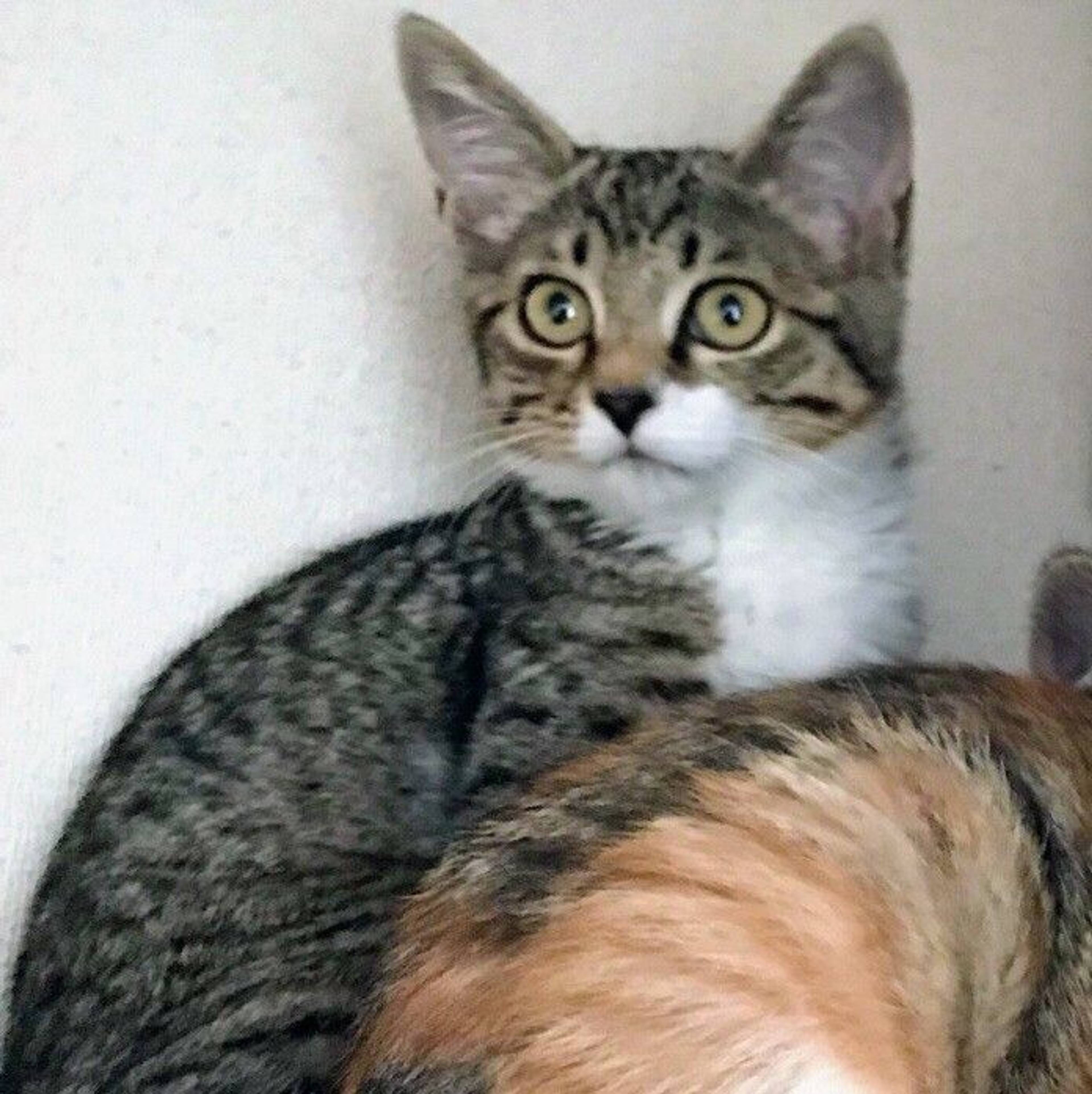 雑種（ミックス猫）・メスの里親募集の写真