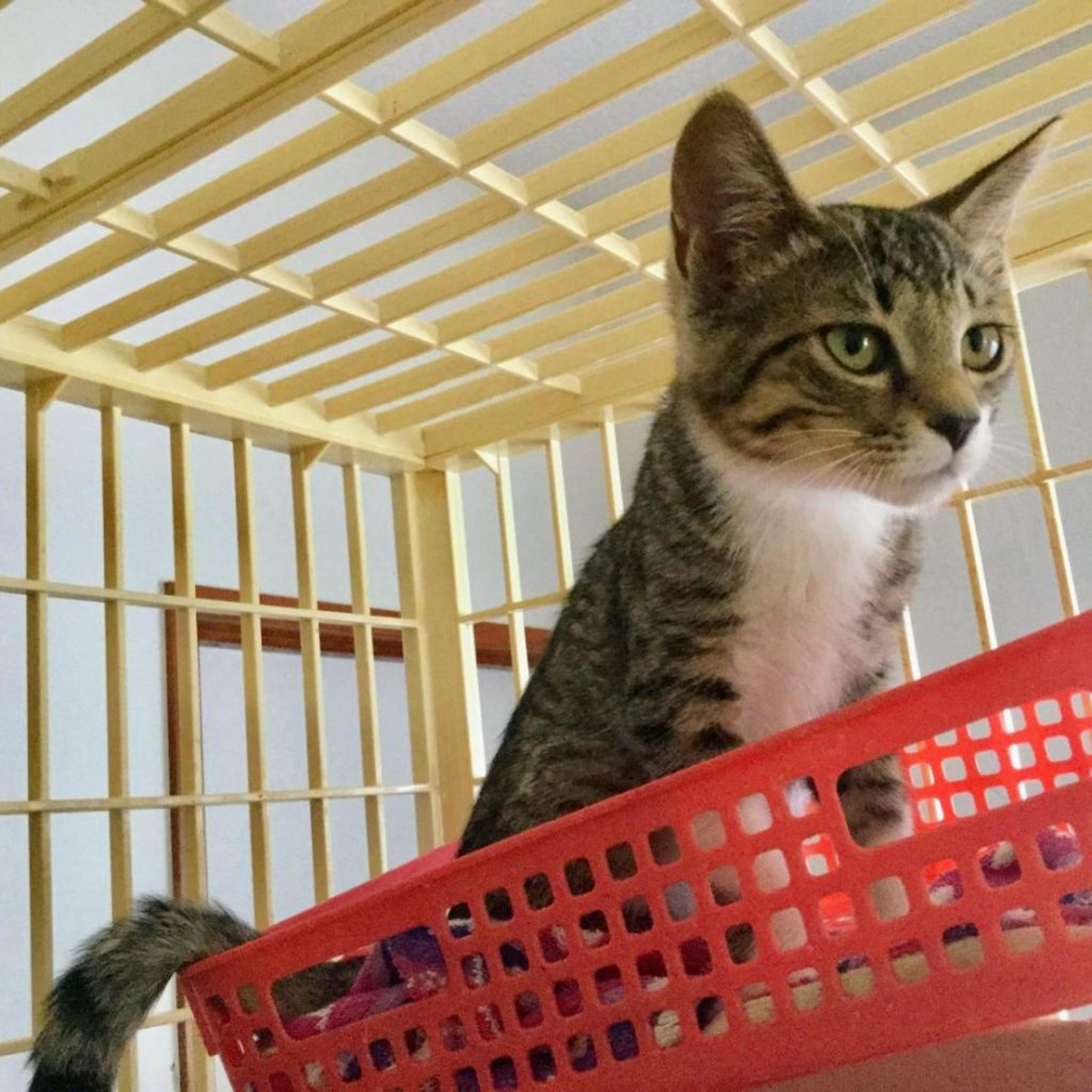 pet-image-2