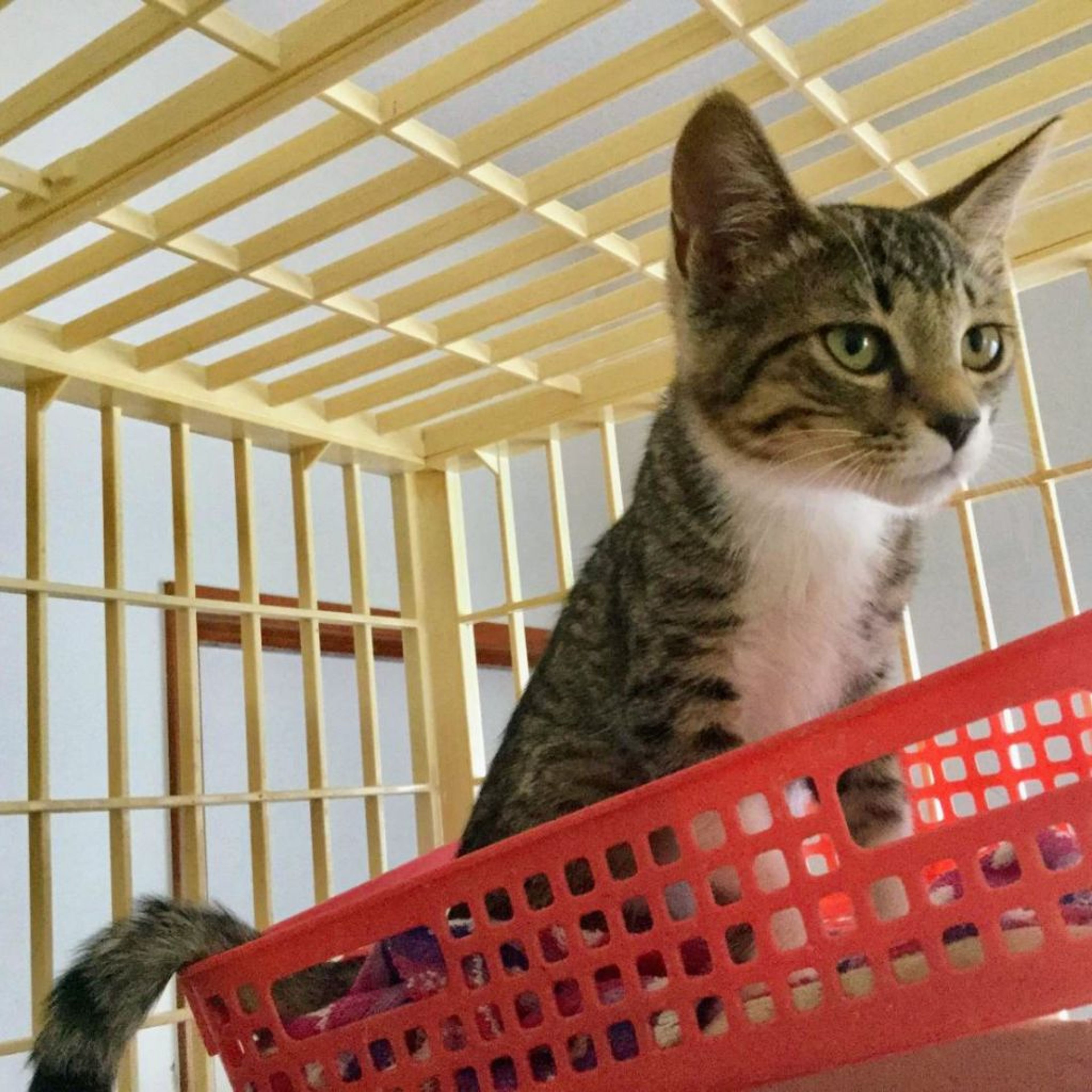 pet-image-2