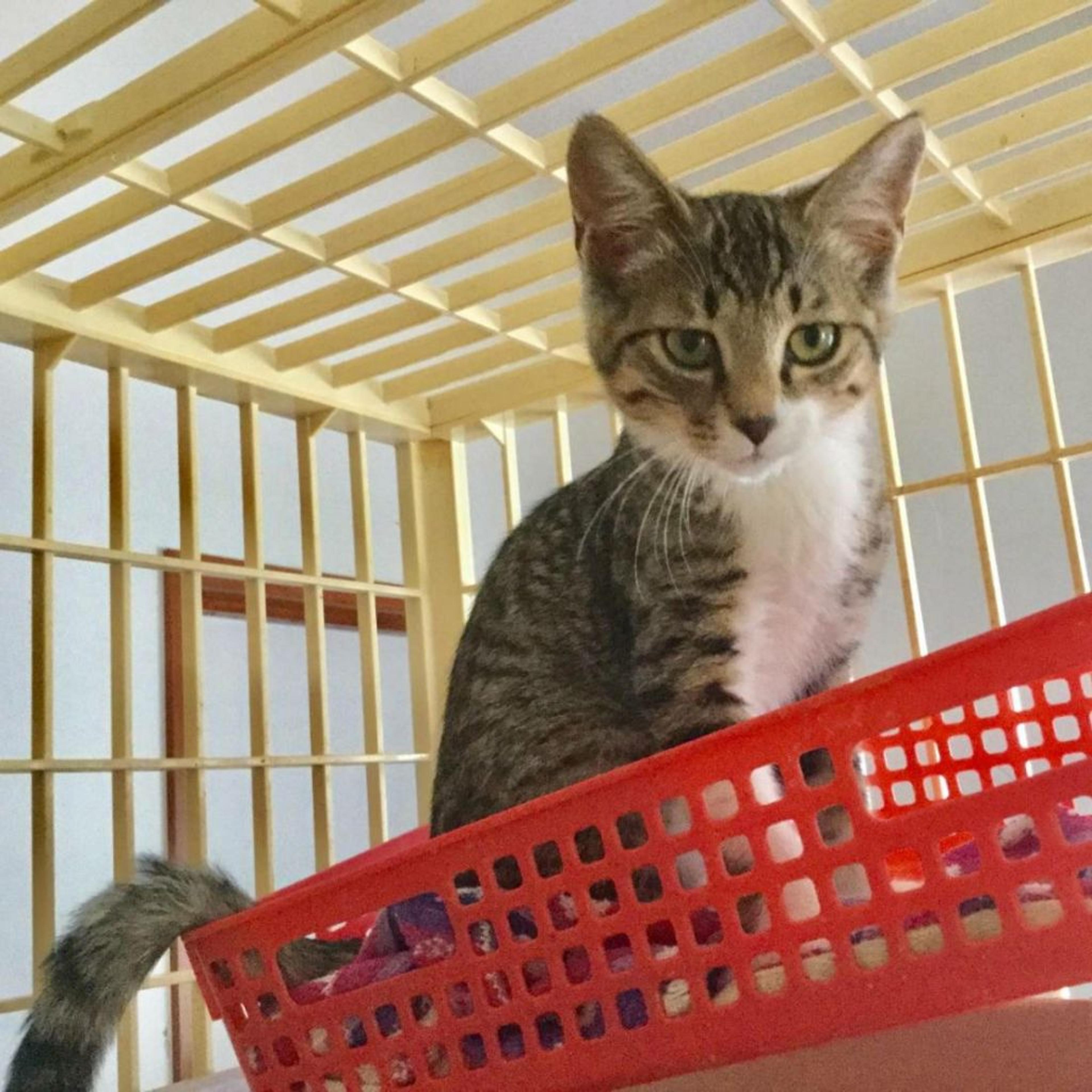 pet-image-3