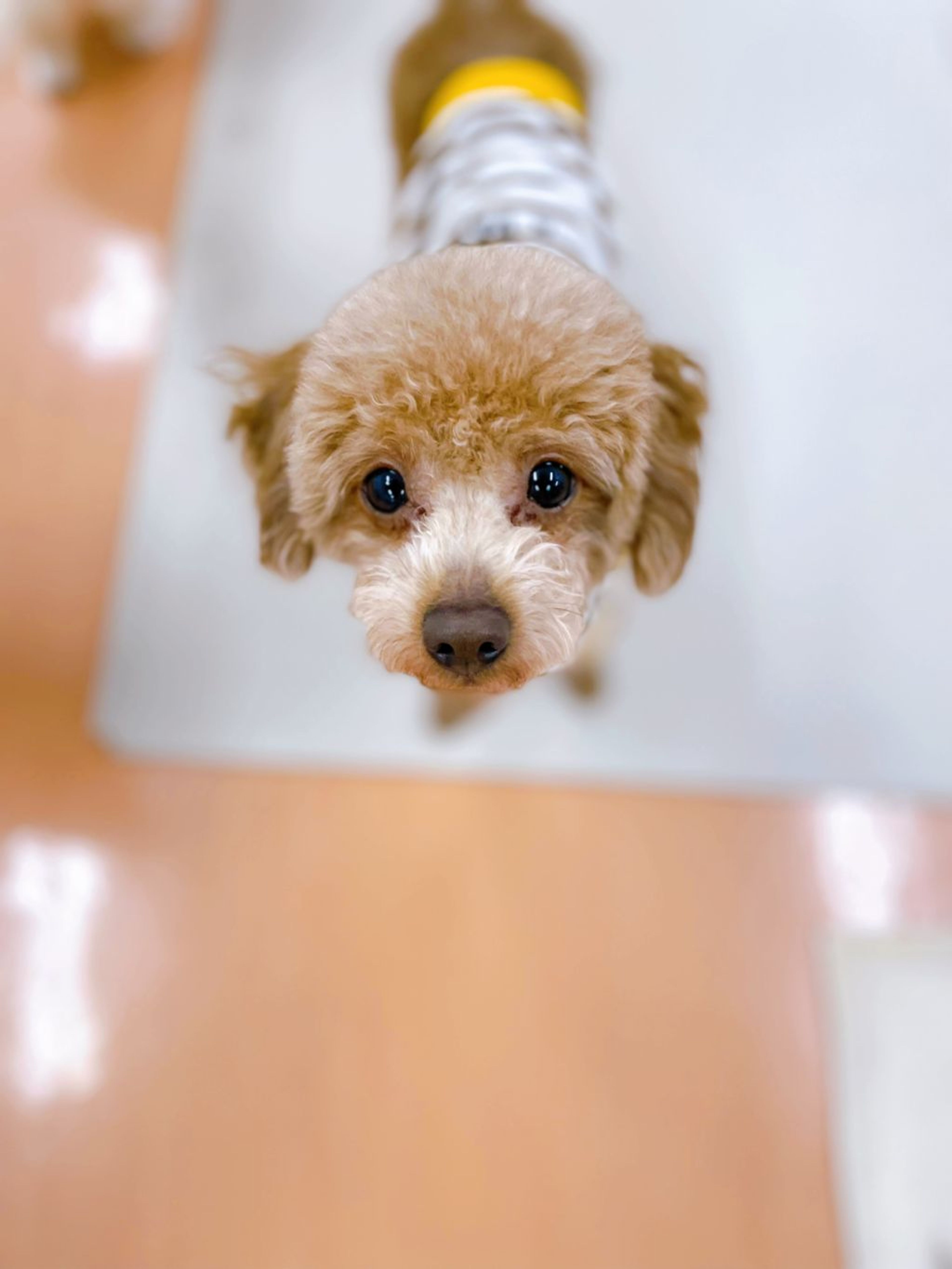 トイプードル・メスの里親募集の写真