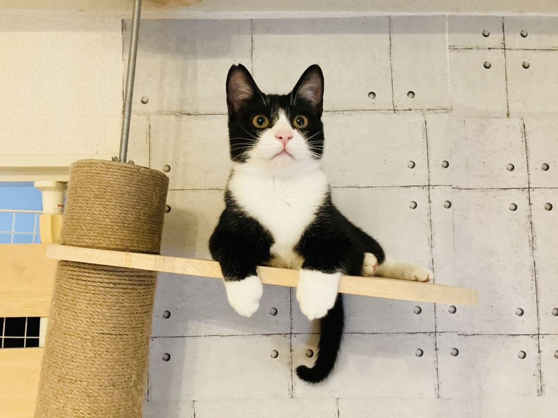 雑種（ミックス猫）・オスの里親募集の写真