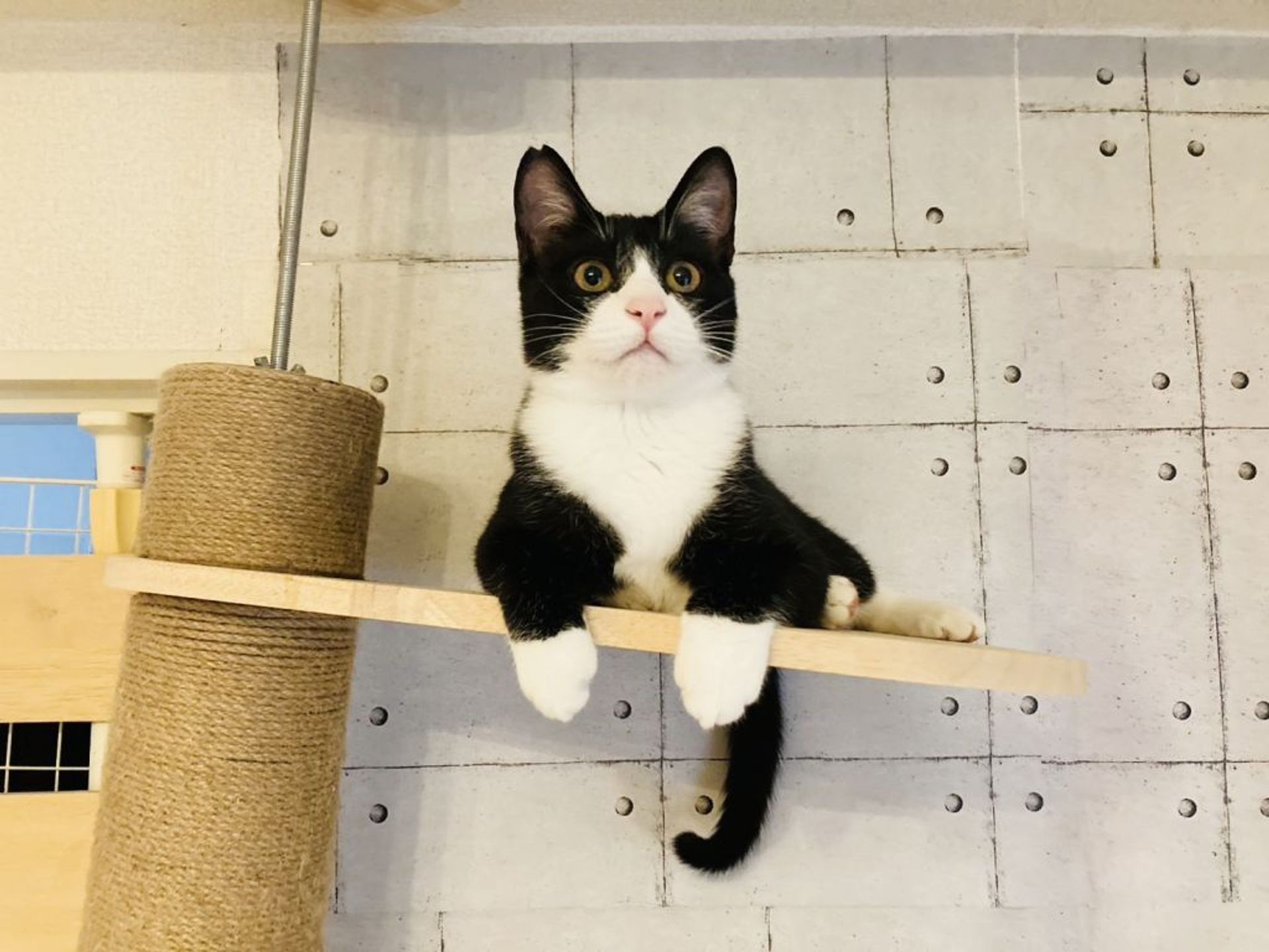 雑種（ミックス猫）・オスの里親募集の写真