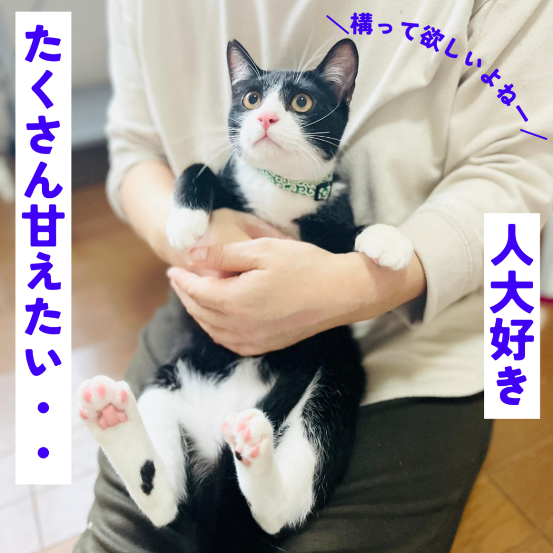 pet-image-3