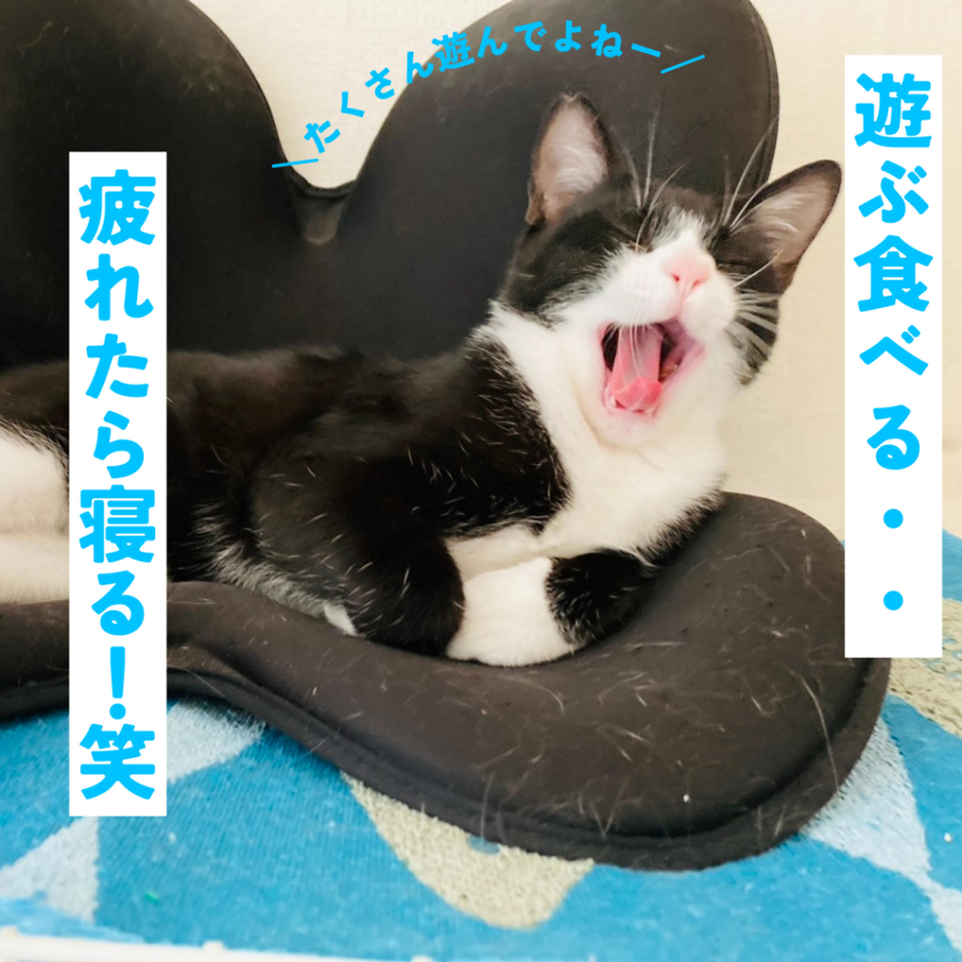 pet-image-4