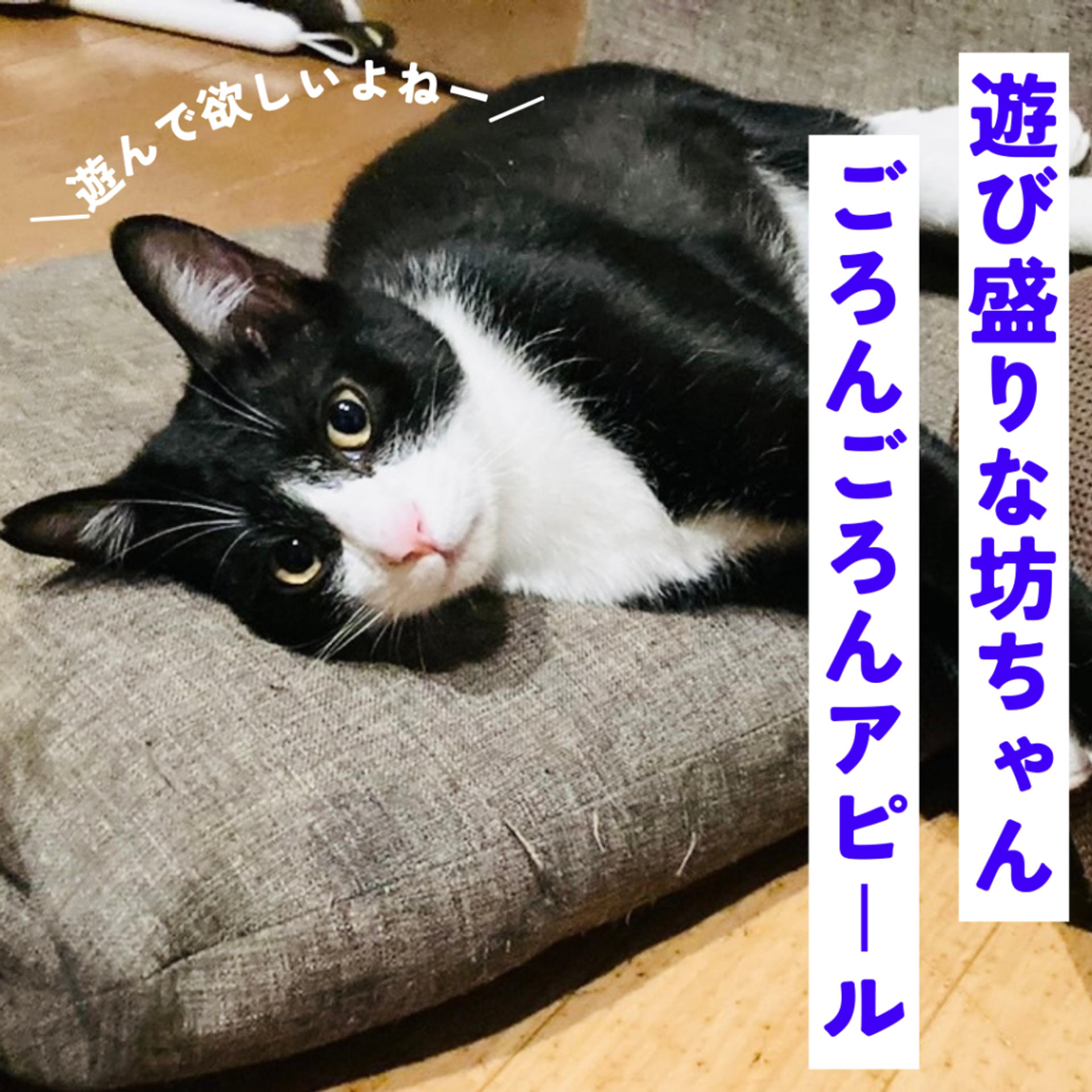 pet-image-6