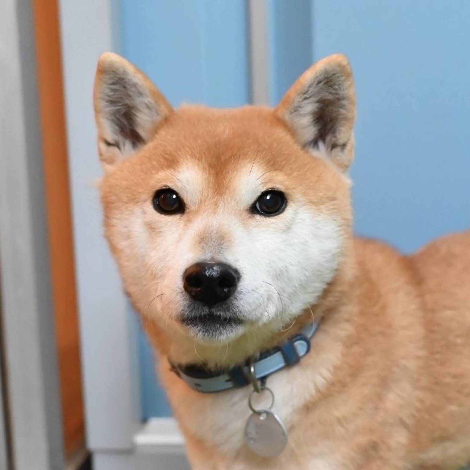 柴犬・メスの里親募集の写真