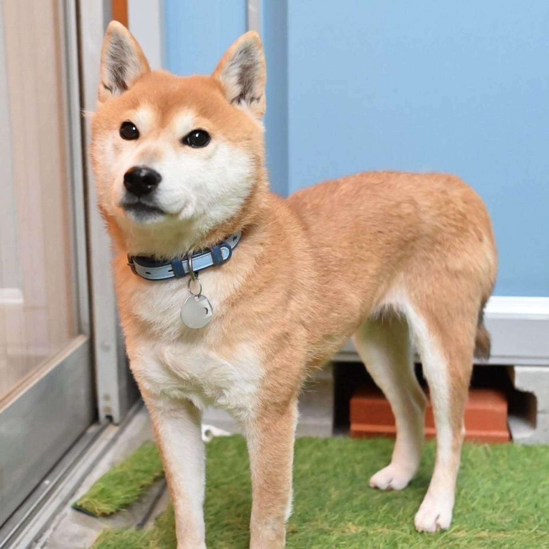 pet-image-3