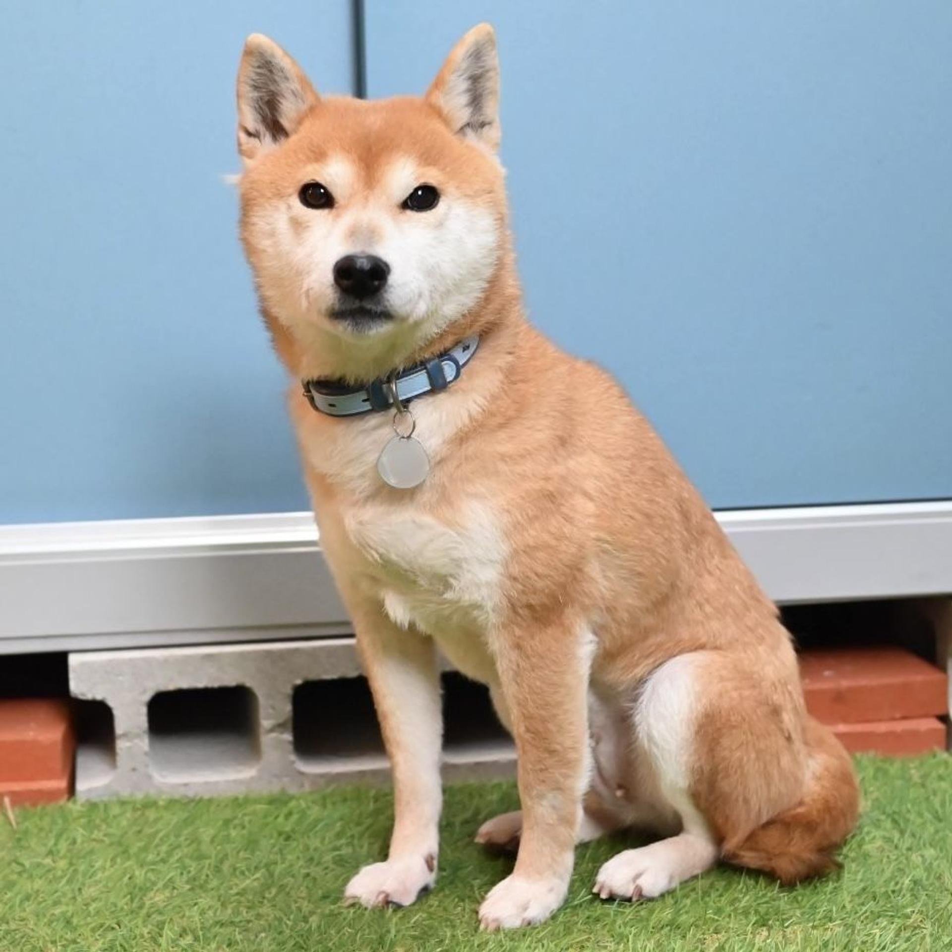 pet-image-4
