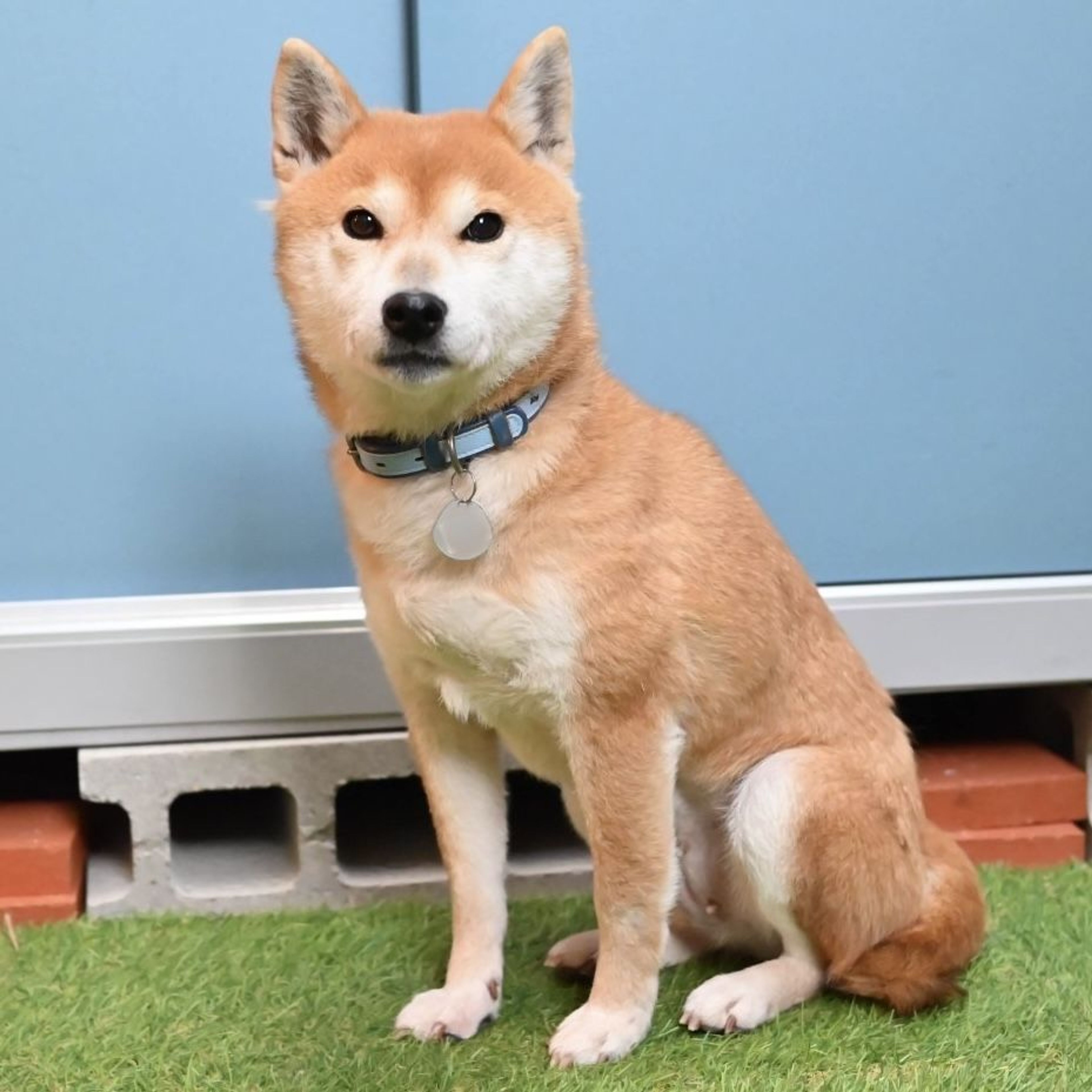 pet-image-4