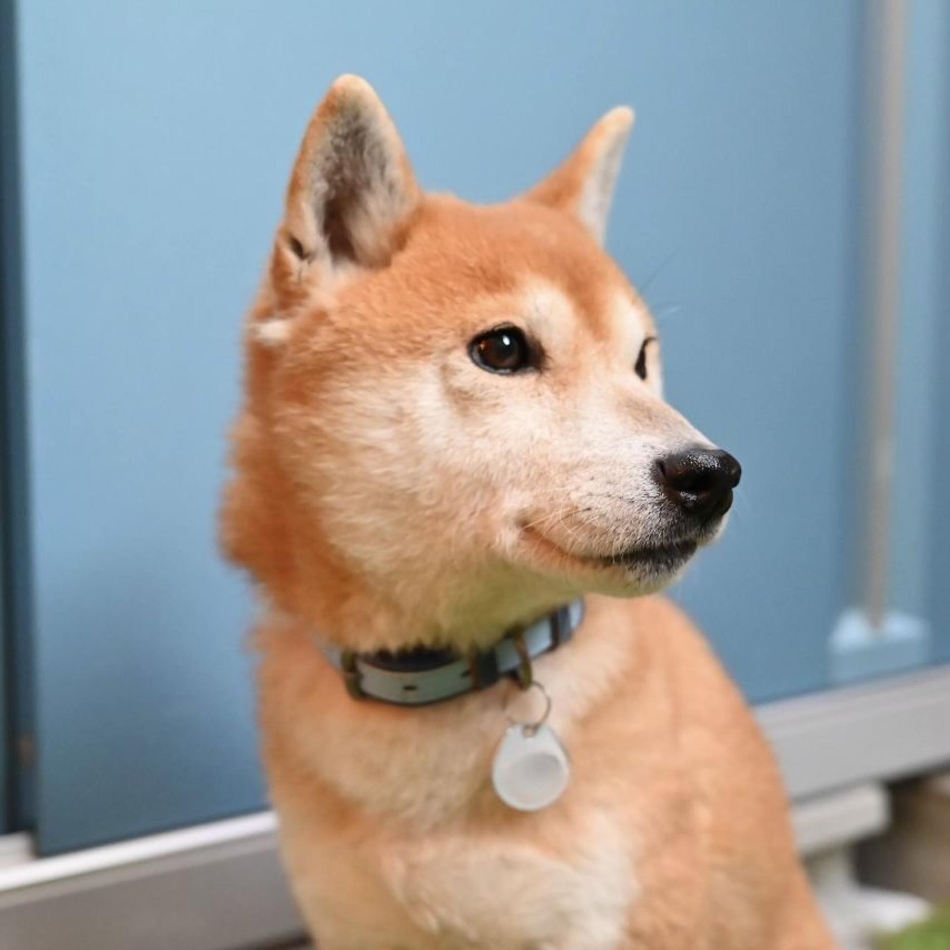 pet-image-6