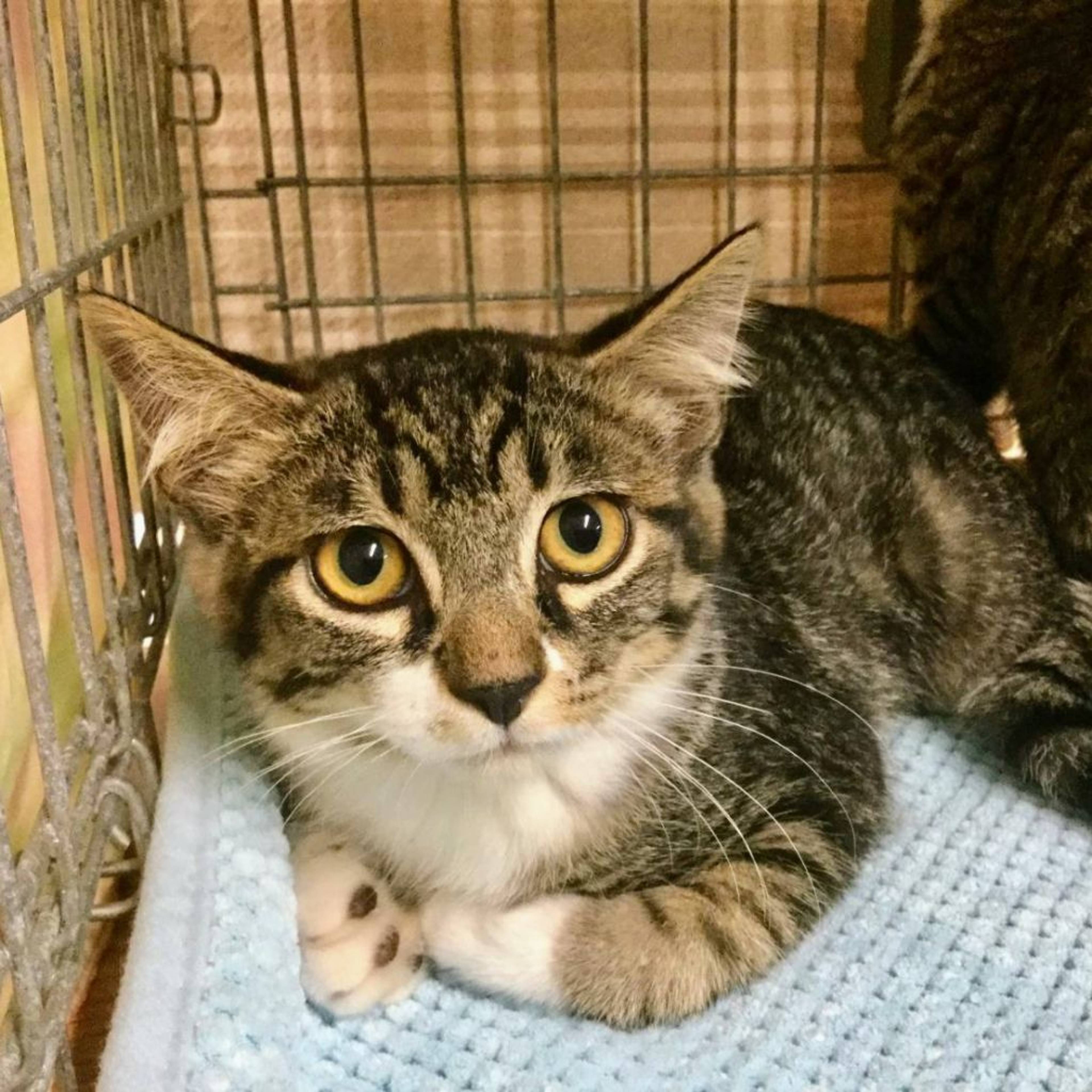 雑種（ミックス猫）・オスの里親募集の写真