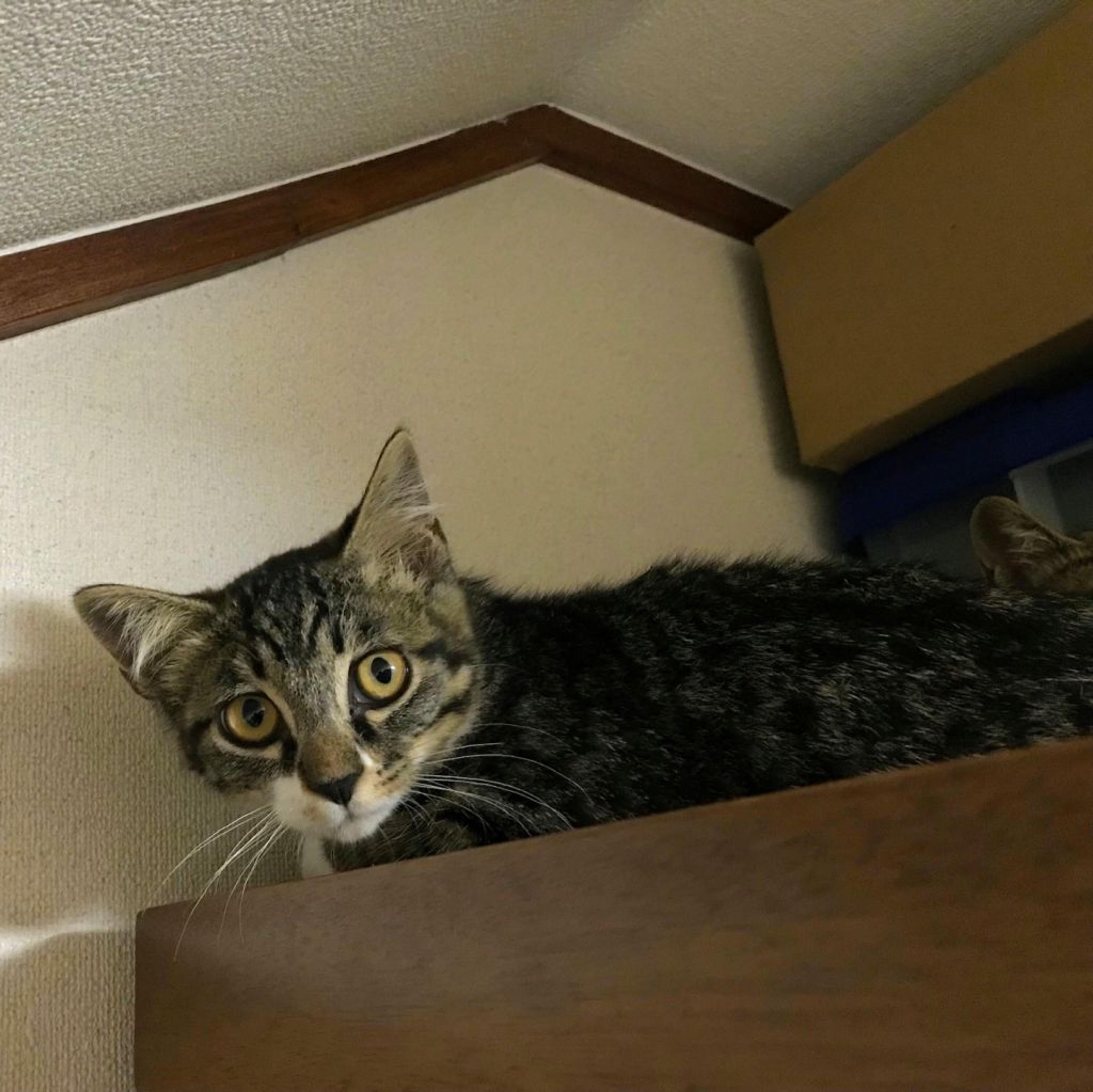 pet-image-3