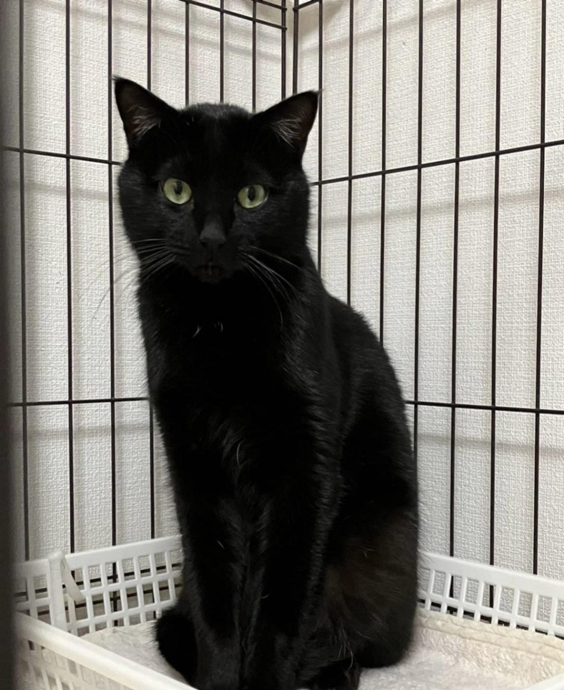 pet-image-3