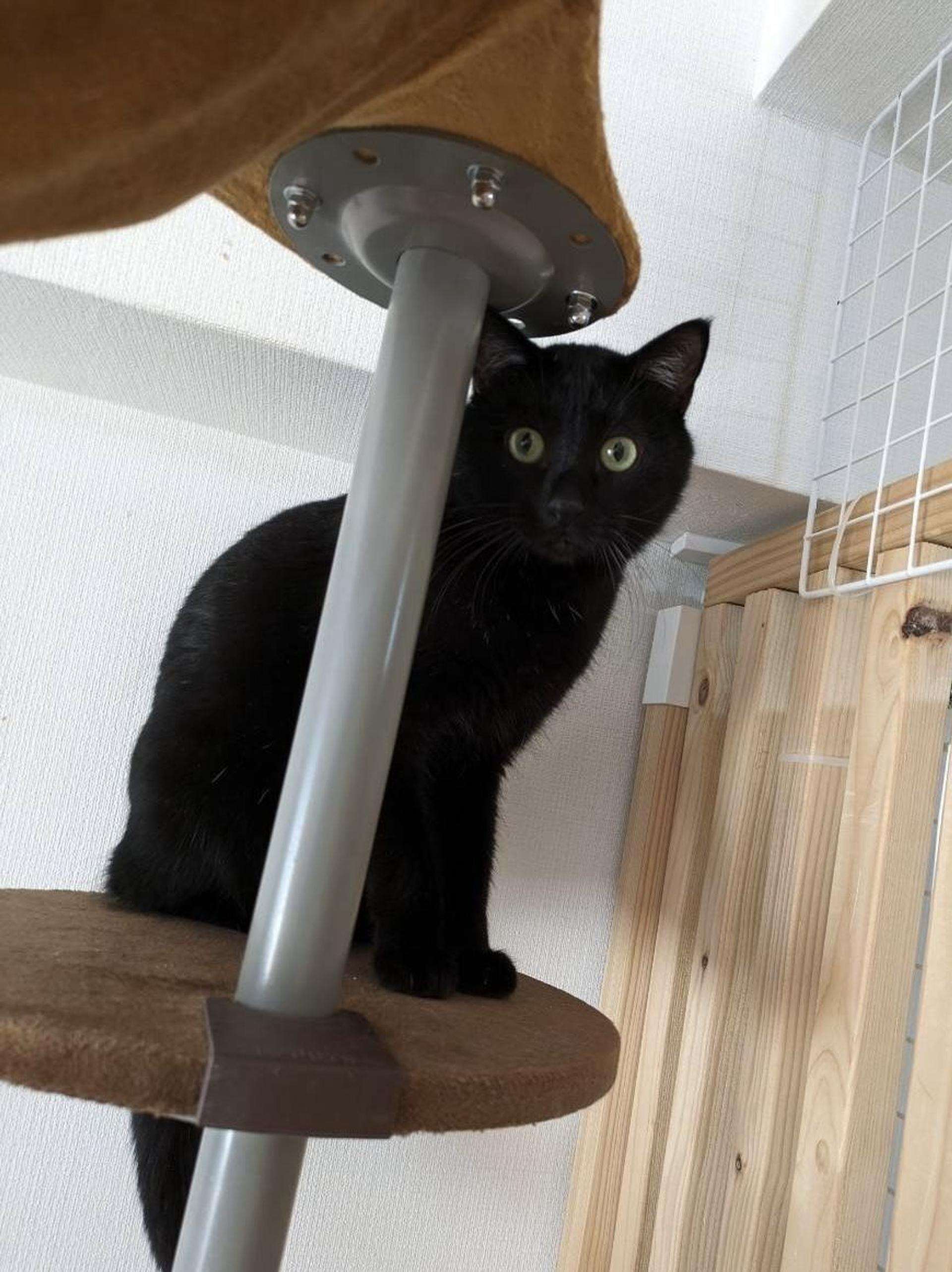 pet-image-4