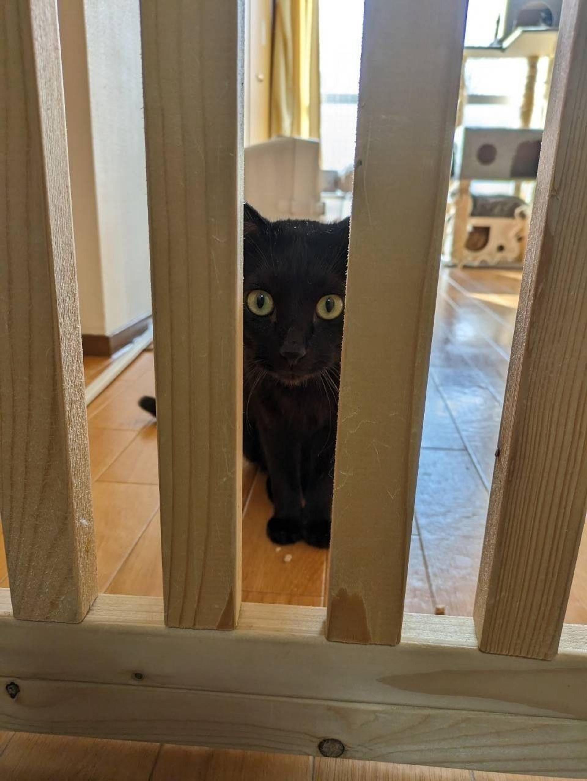 pet-image-8