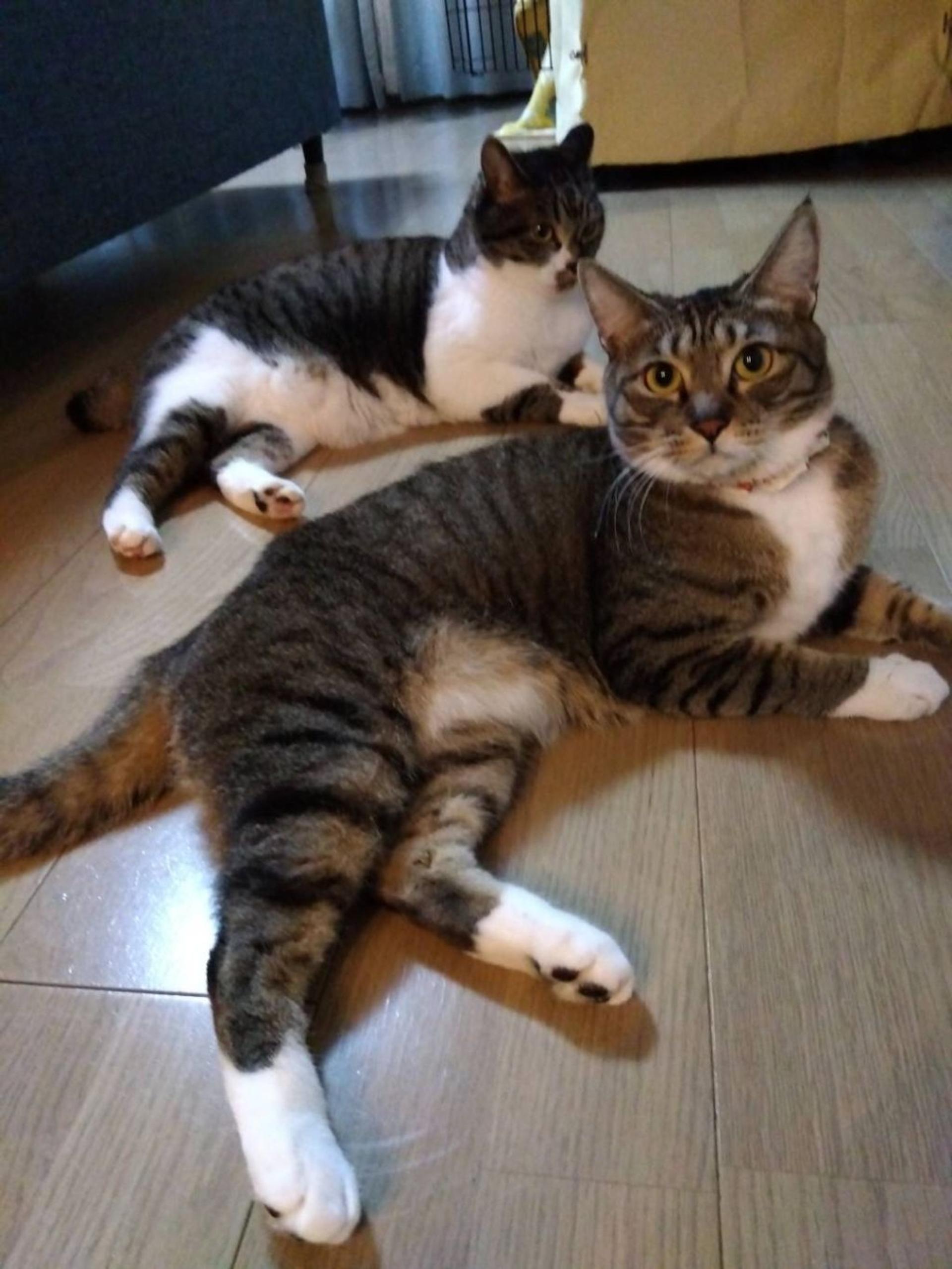 pet-image-5