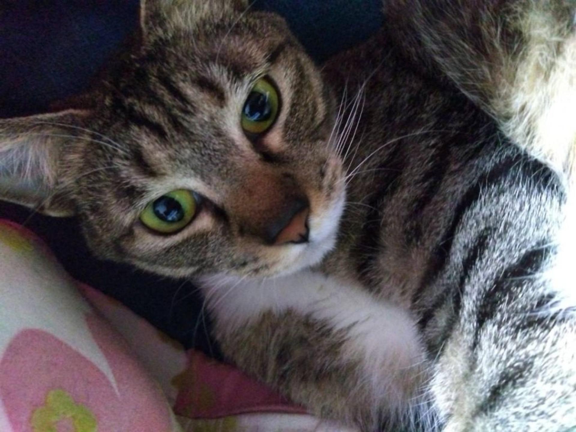 pet-image-6