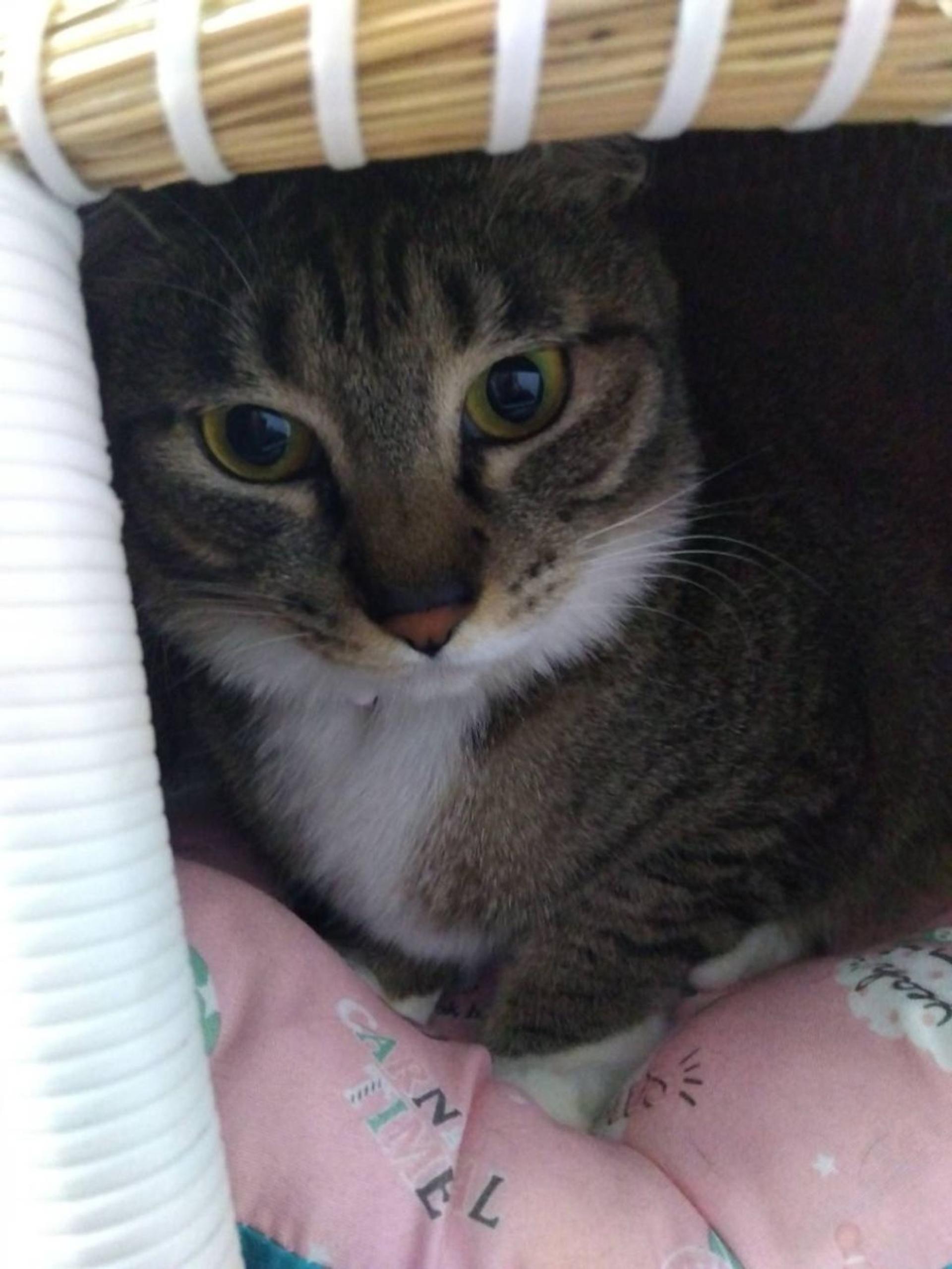 pet-image-7