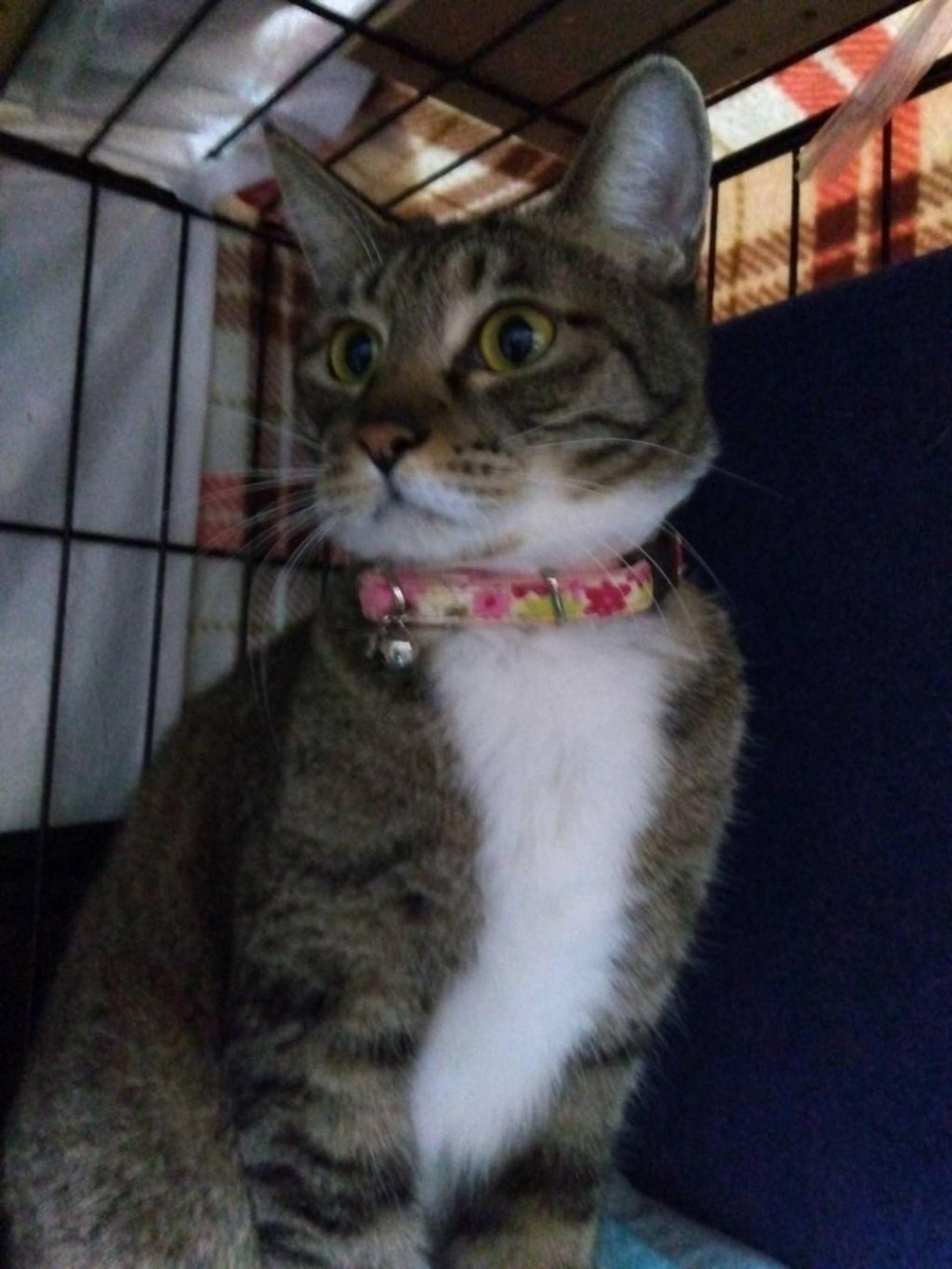 pet-image-8