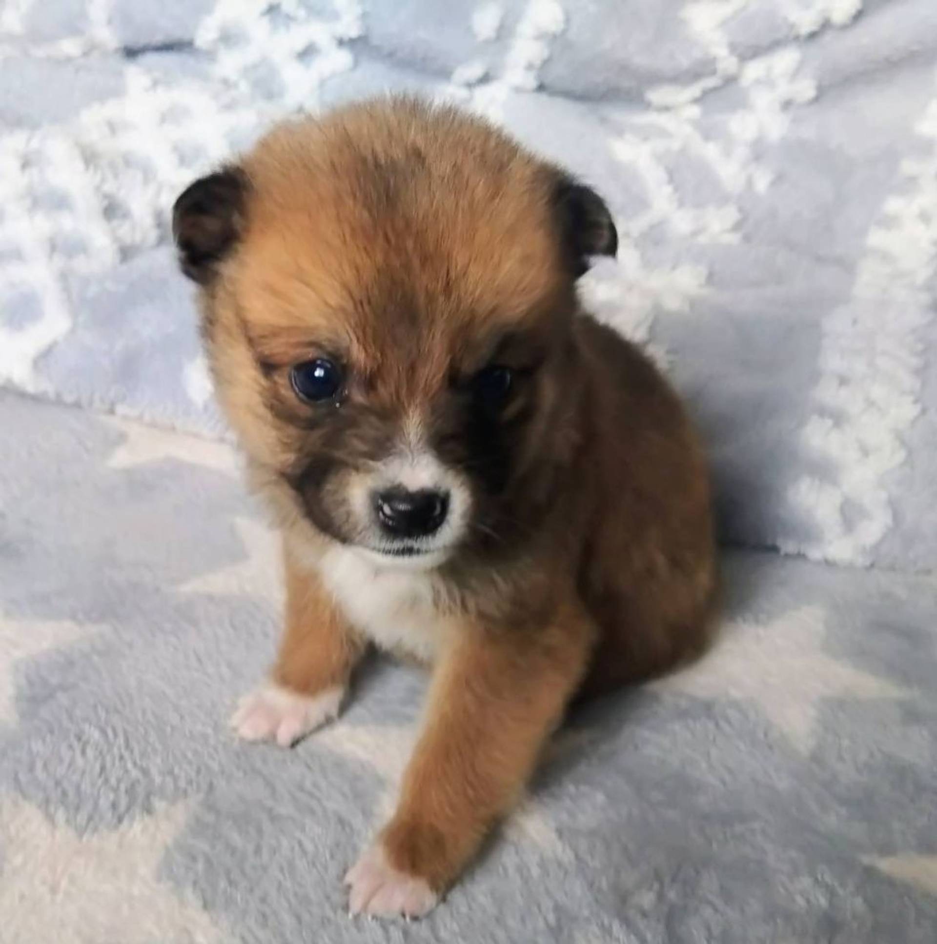 雑種（ミックス犬）・オスの里親募集の写真