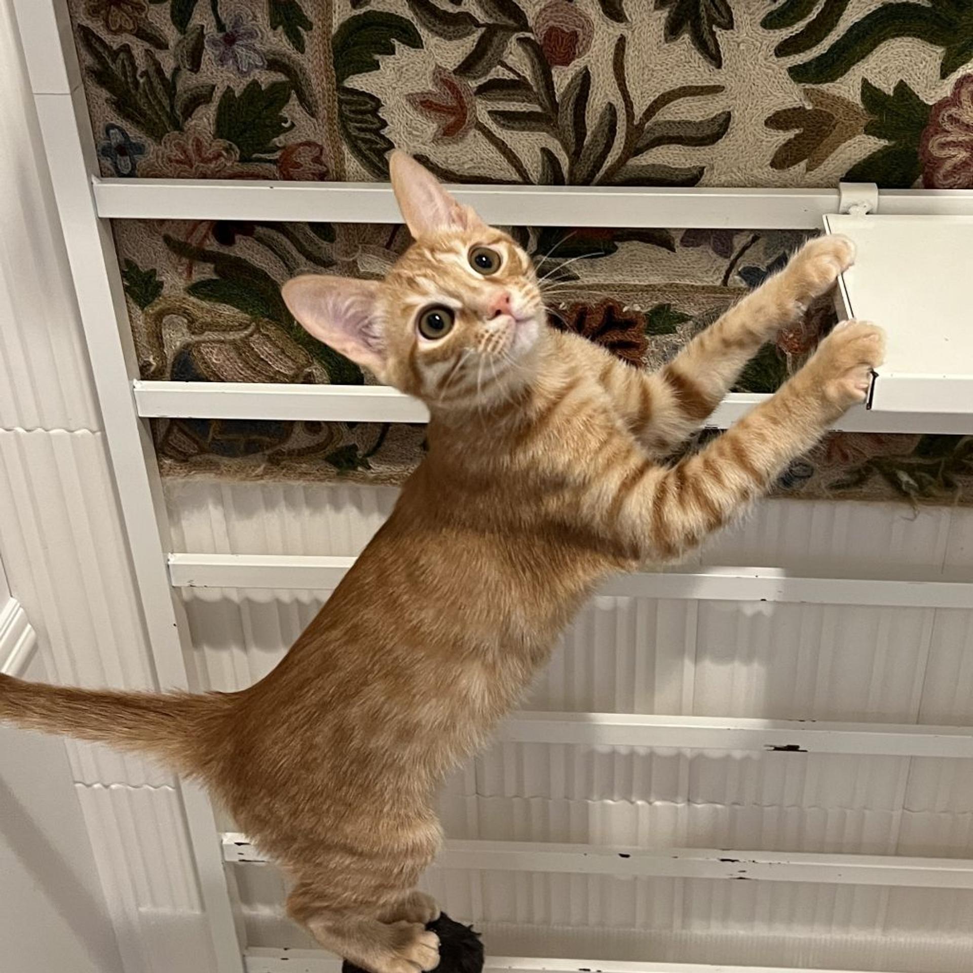 pet-image-3