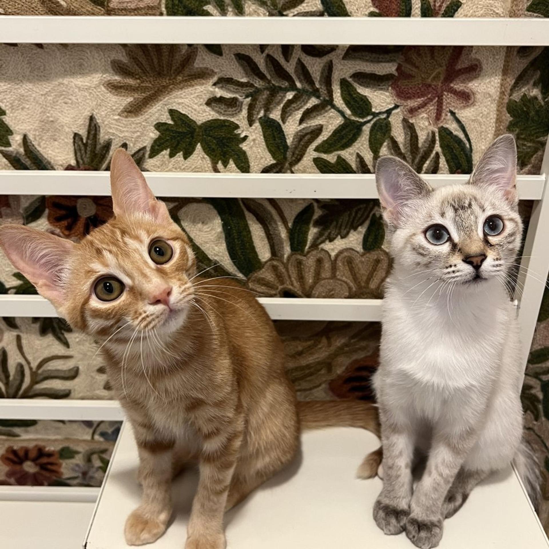 pet-image-5