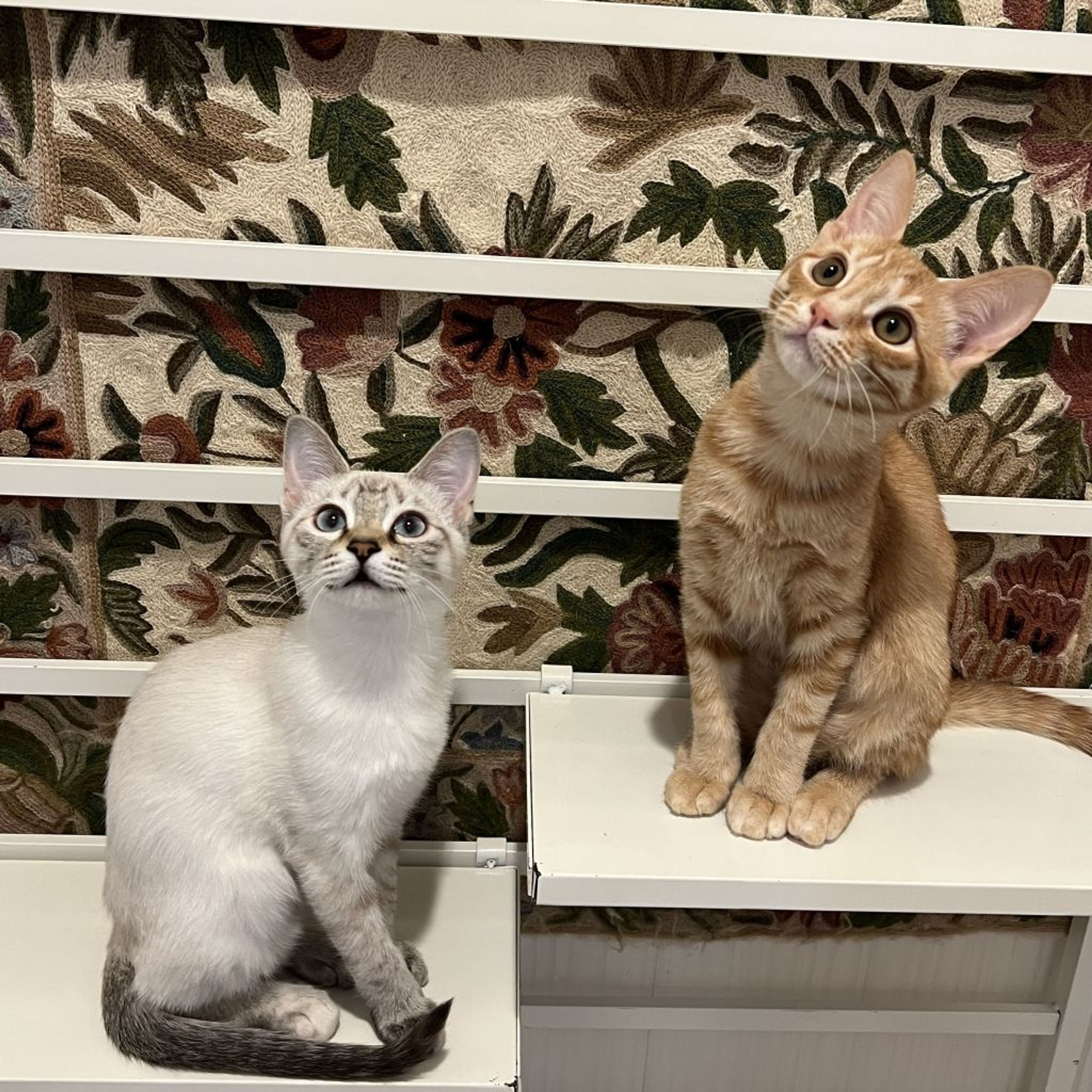 pet-image-9