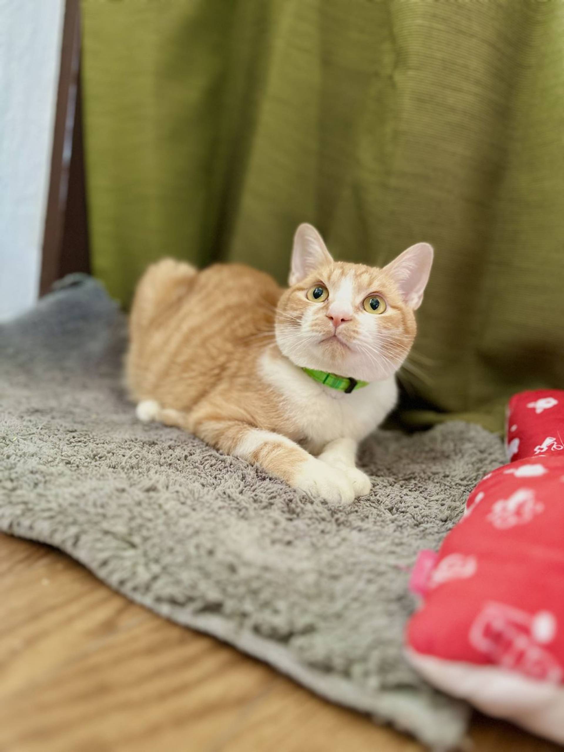 雑種（ミックス猫）・オスの里親募集の写真