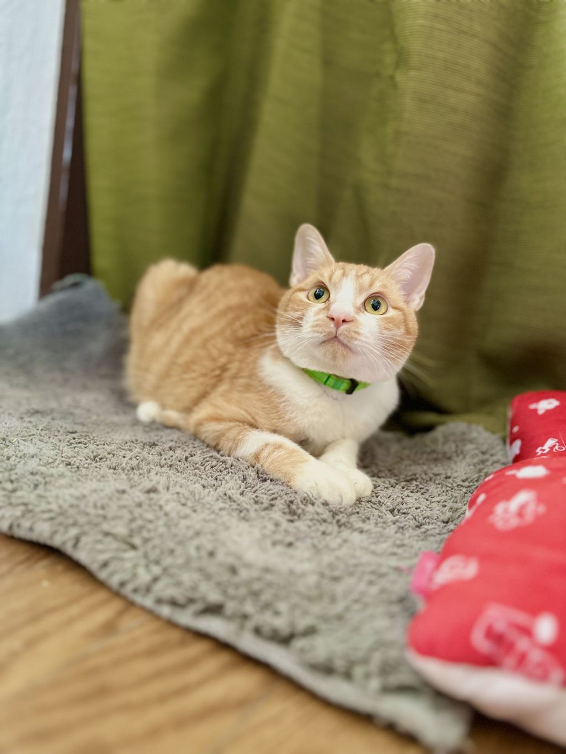 雑種（ミックス猫）・オスの里親募集の写真