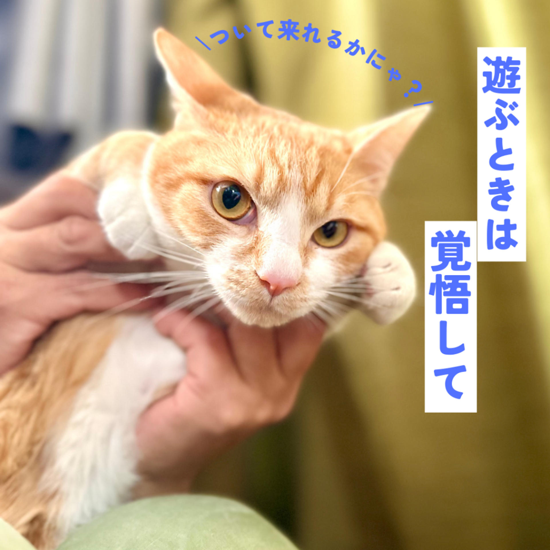 pet-image-4