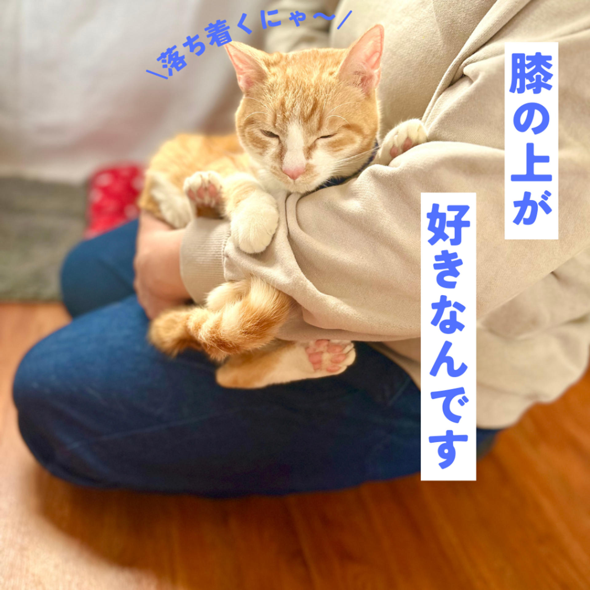 pet-image-6
