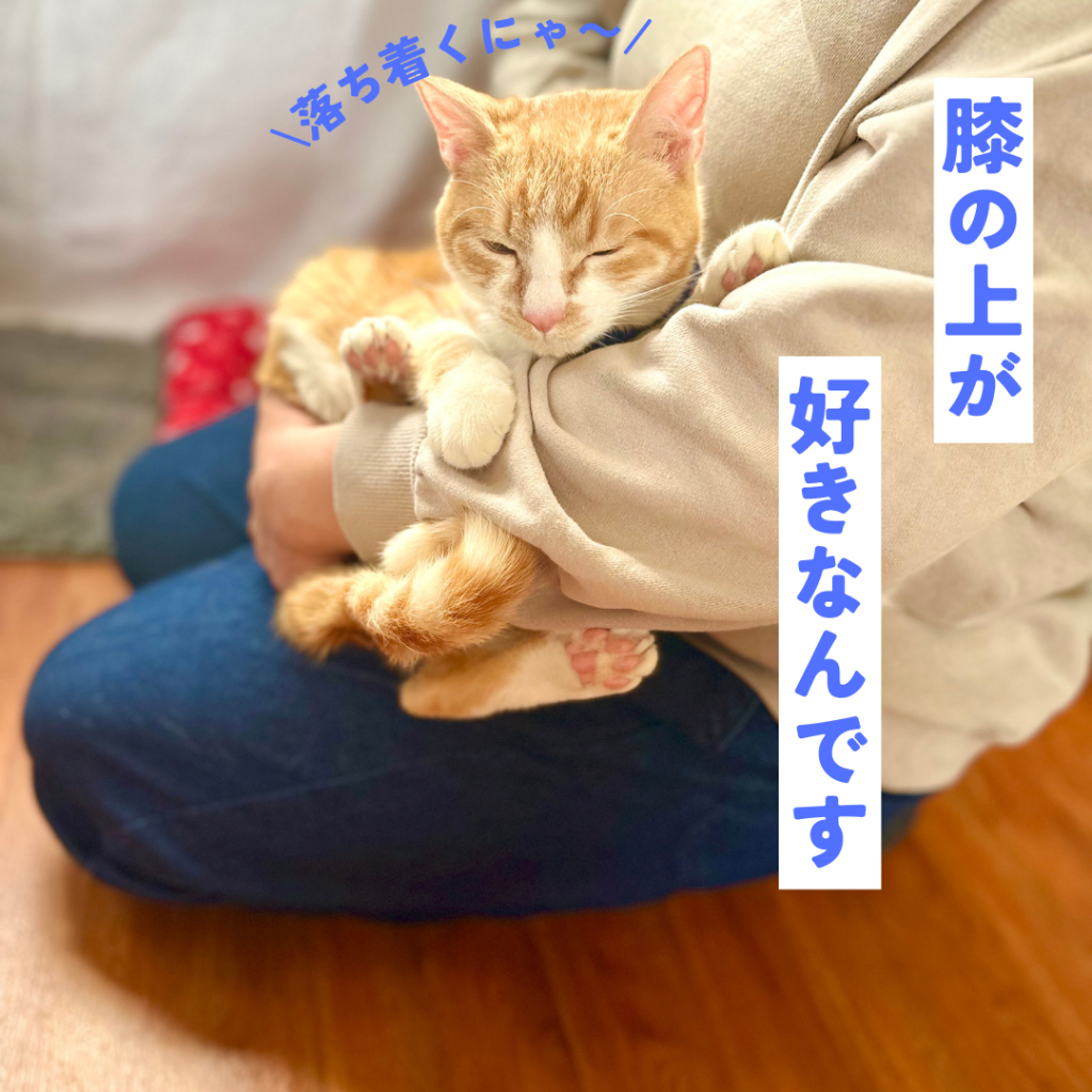 pet-image-6
