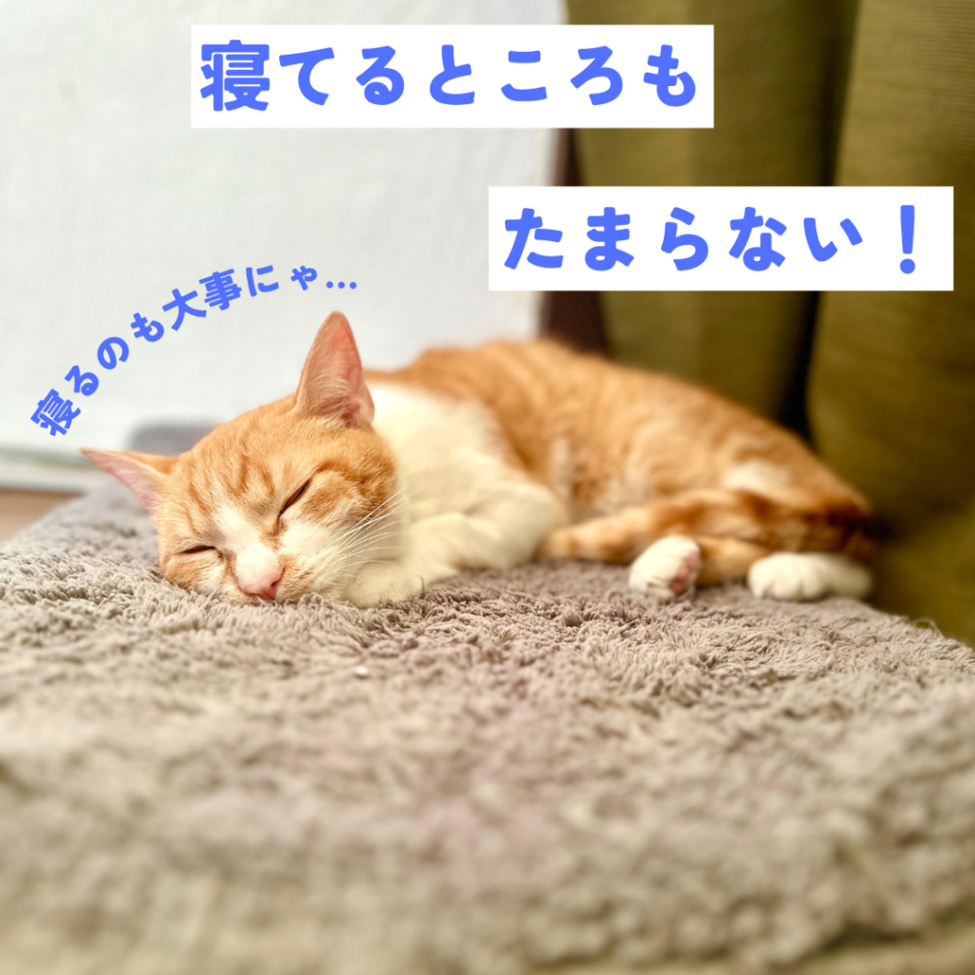 pet-image-7