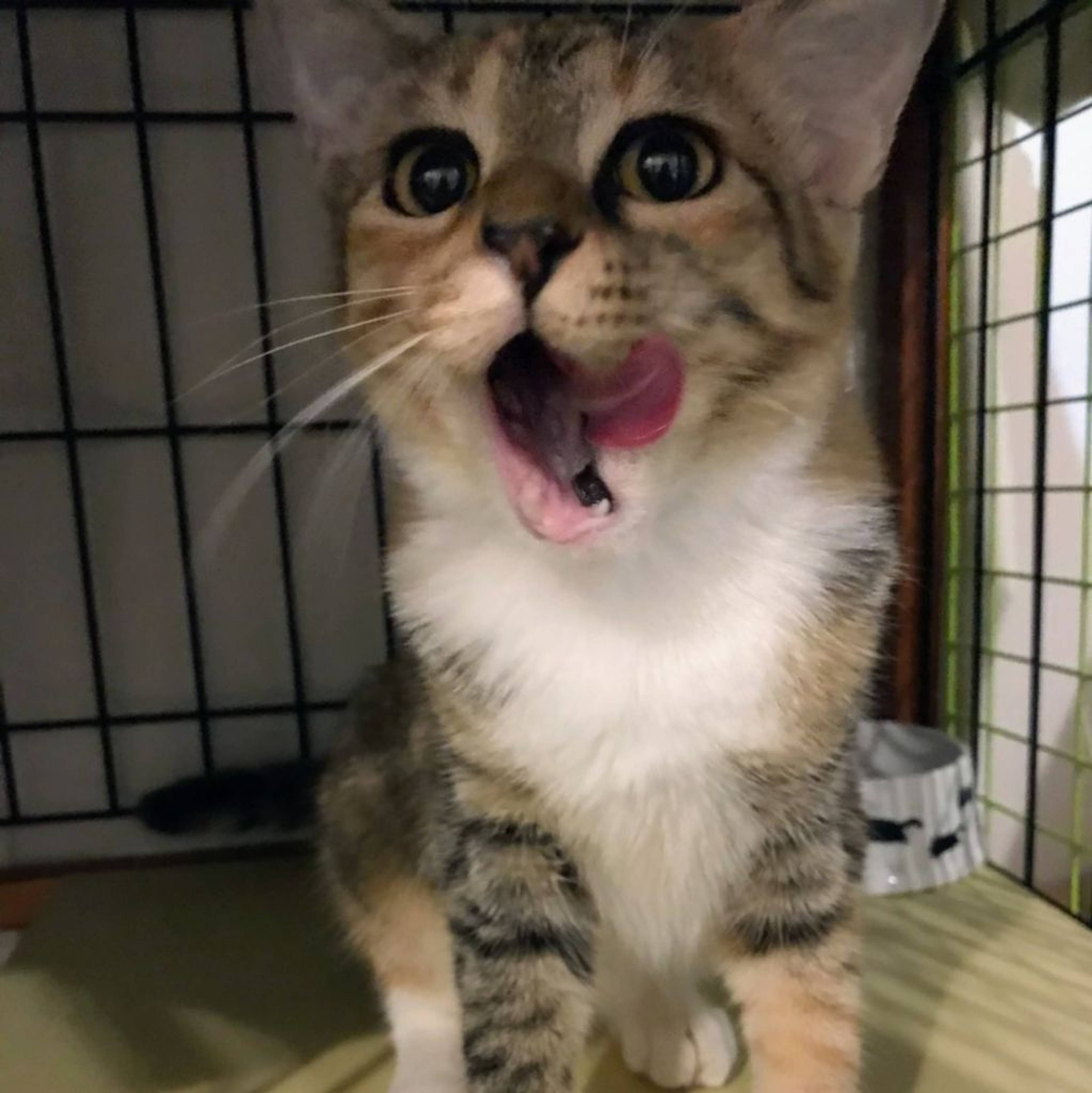 雑種（ミックス猫）・メスの里親募集の写真