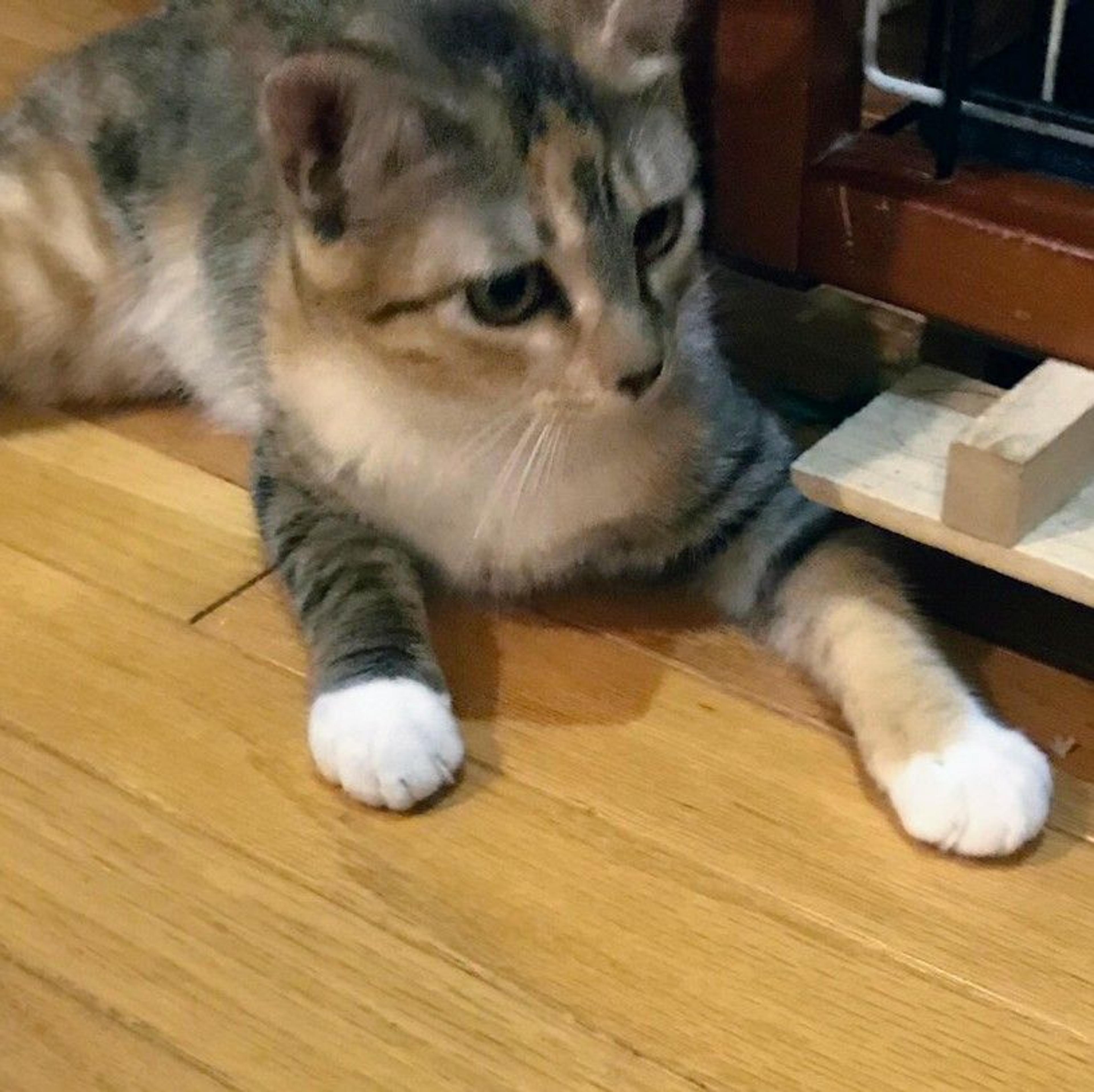 pet-image-4