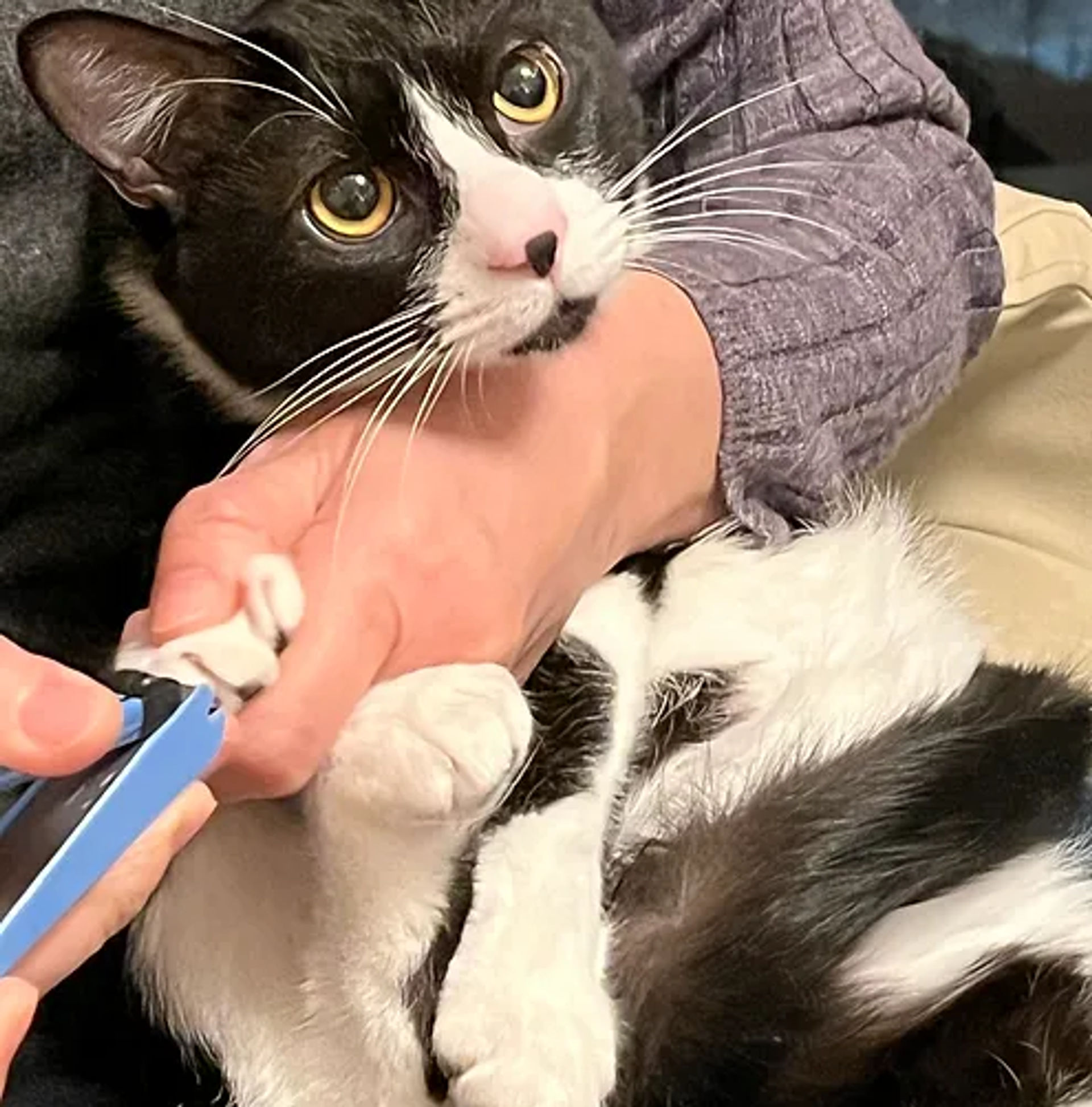 雑種（ミックス猫）・メスの里親募集の写真