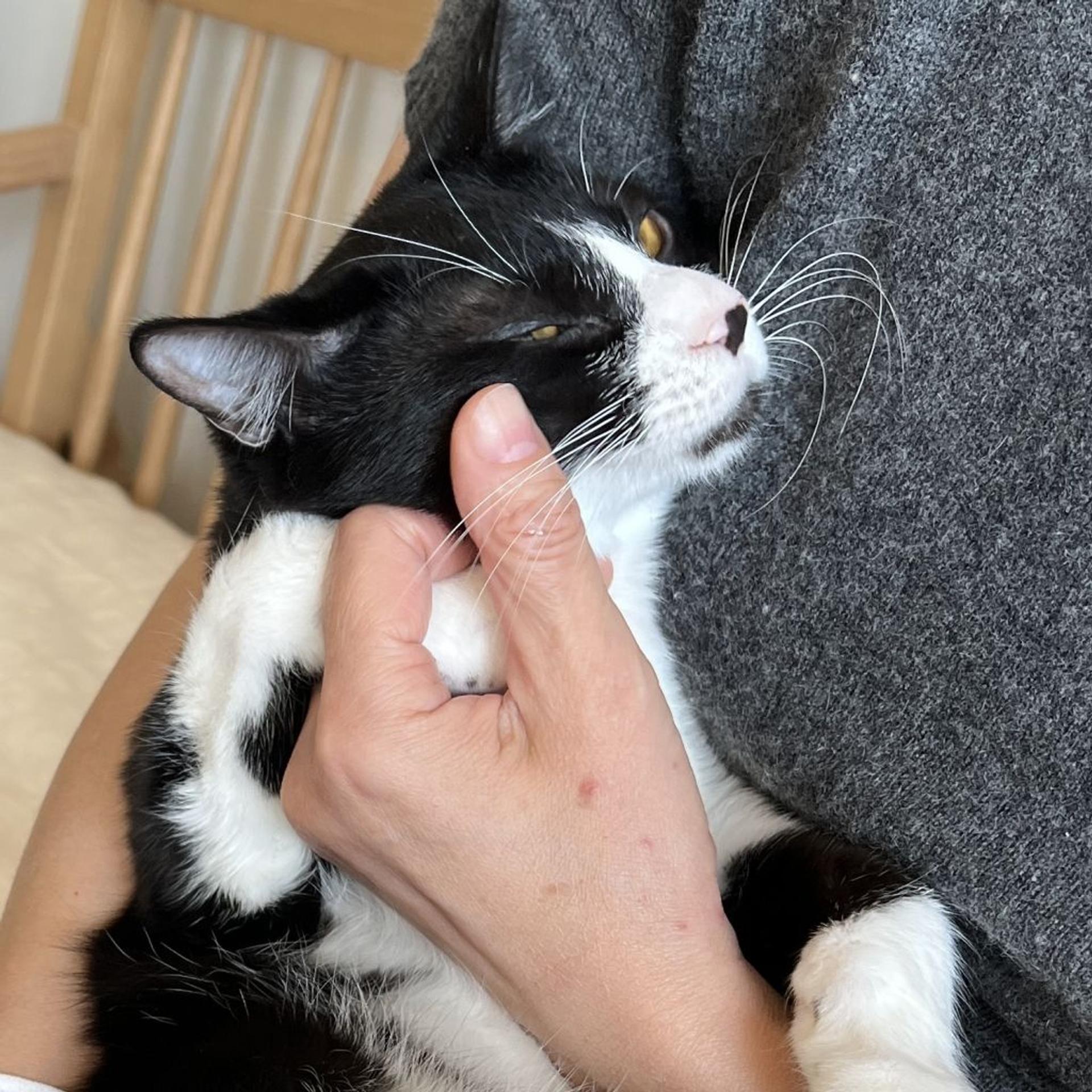 pet-image-8