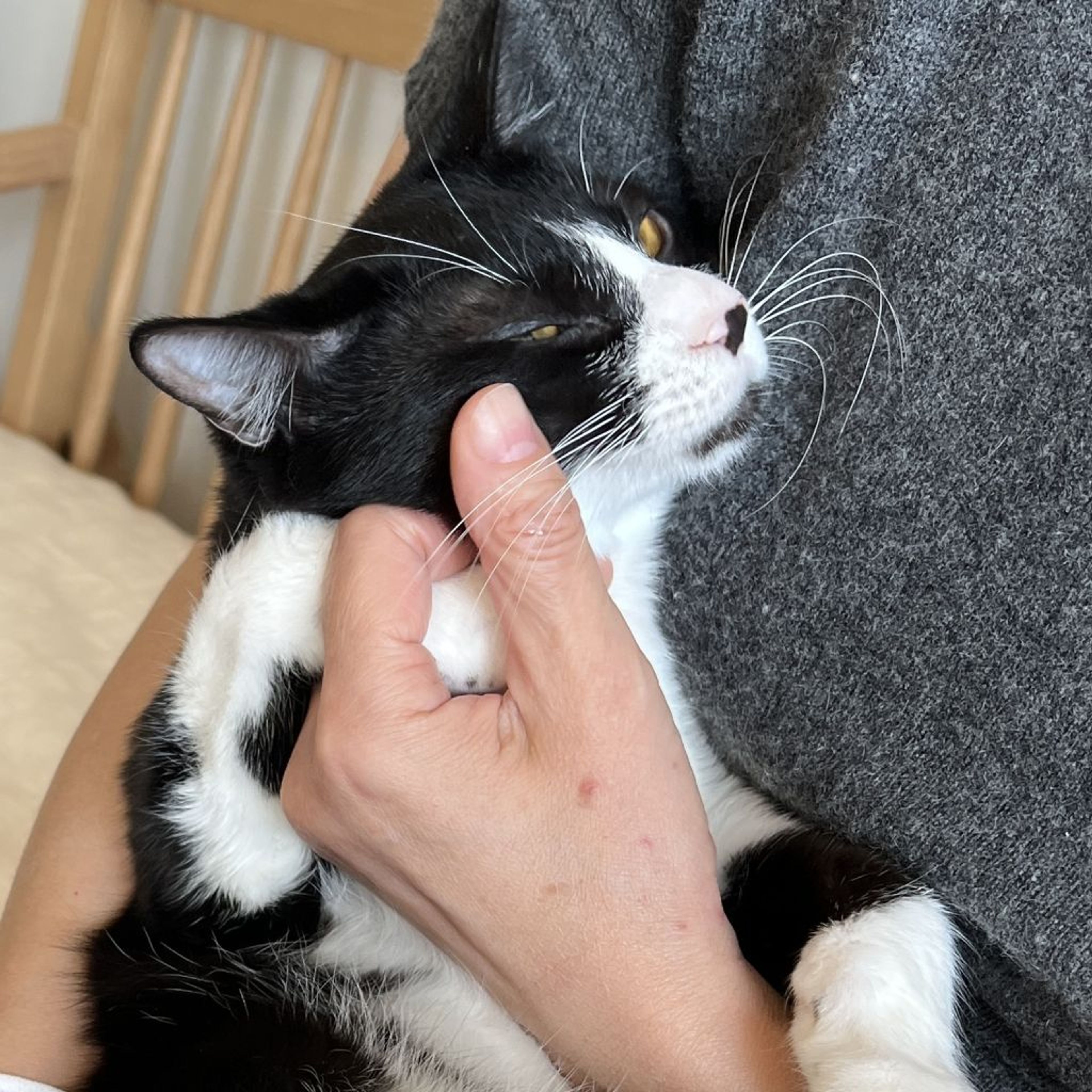 pet-image-8