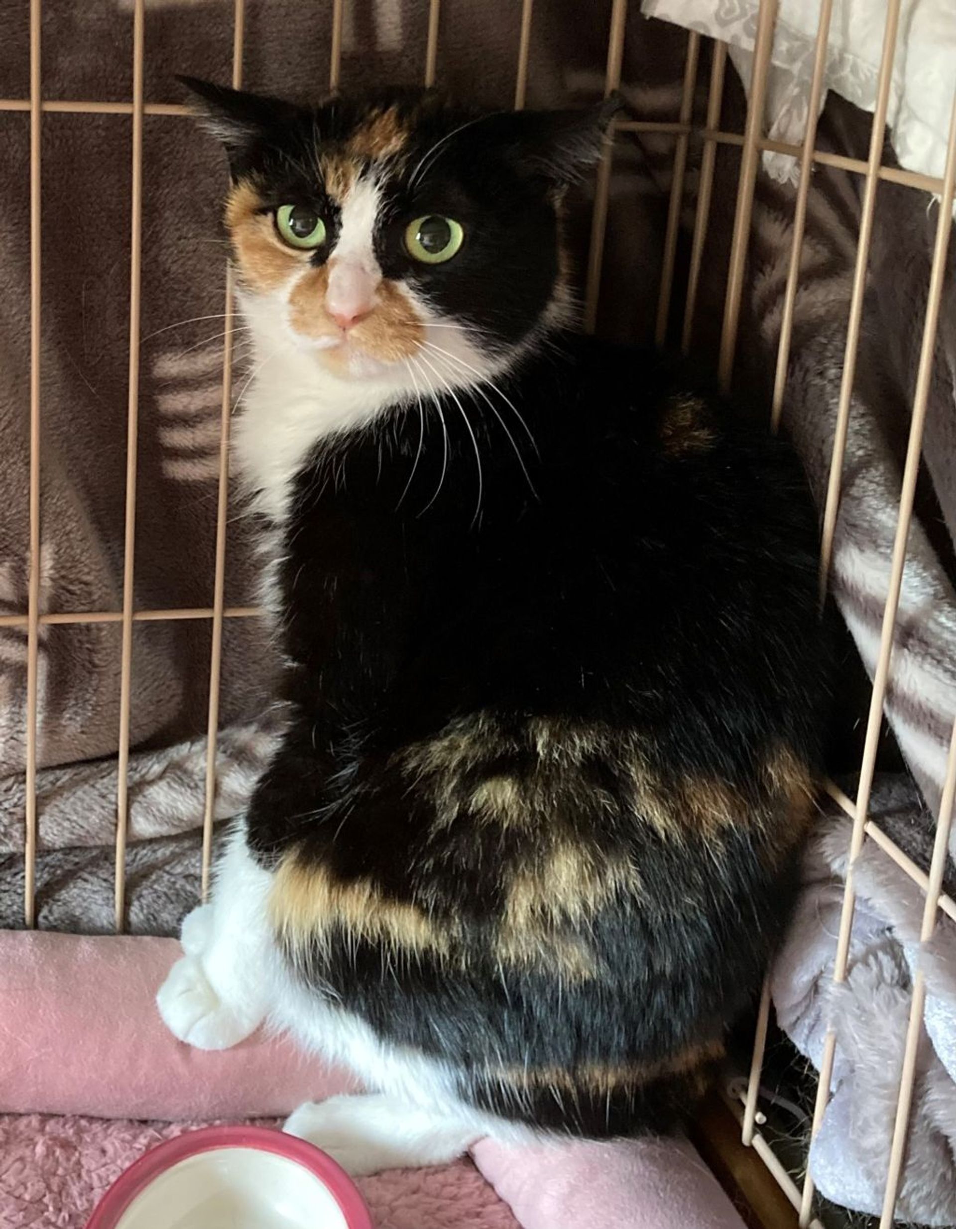 雑種（ミックス猫）・メスの里親募集の写真