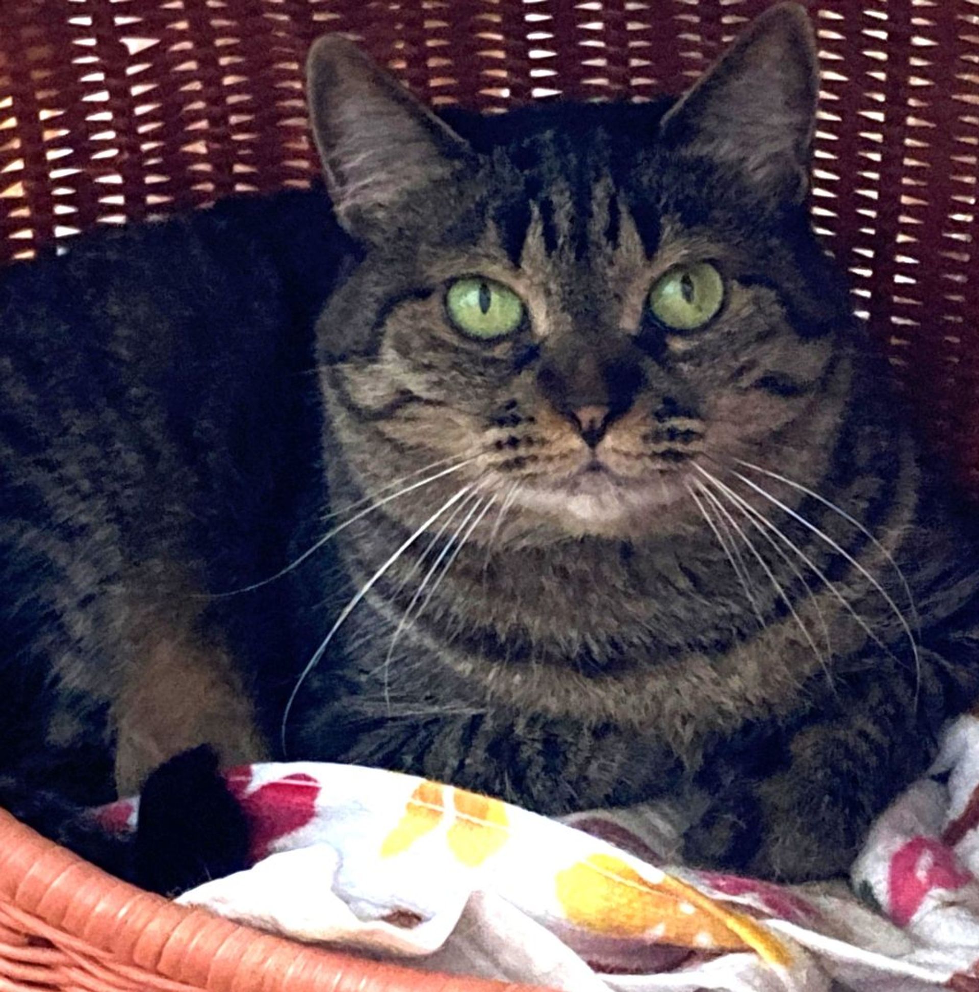 雑種（ミックス猫）・メスの里親募集の写真