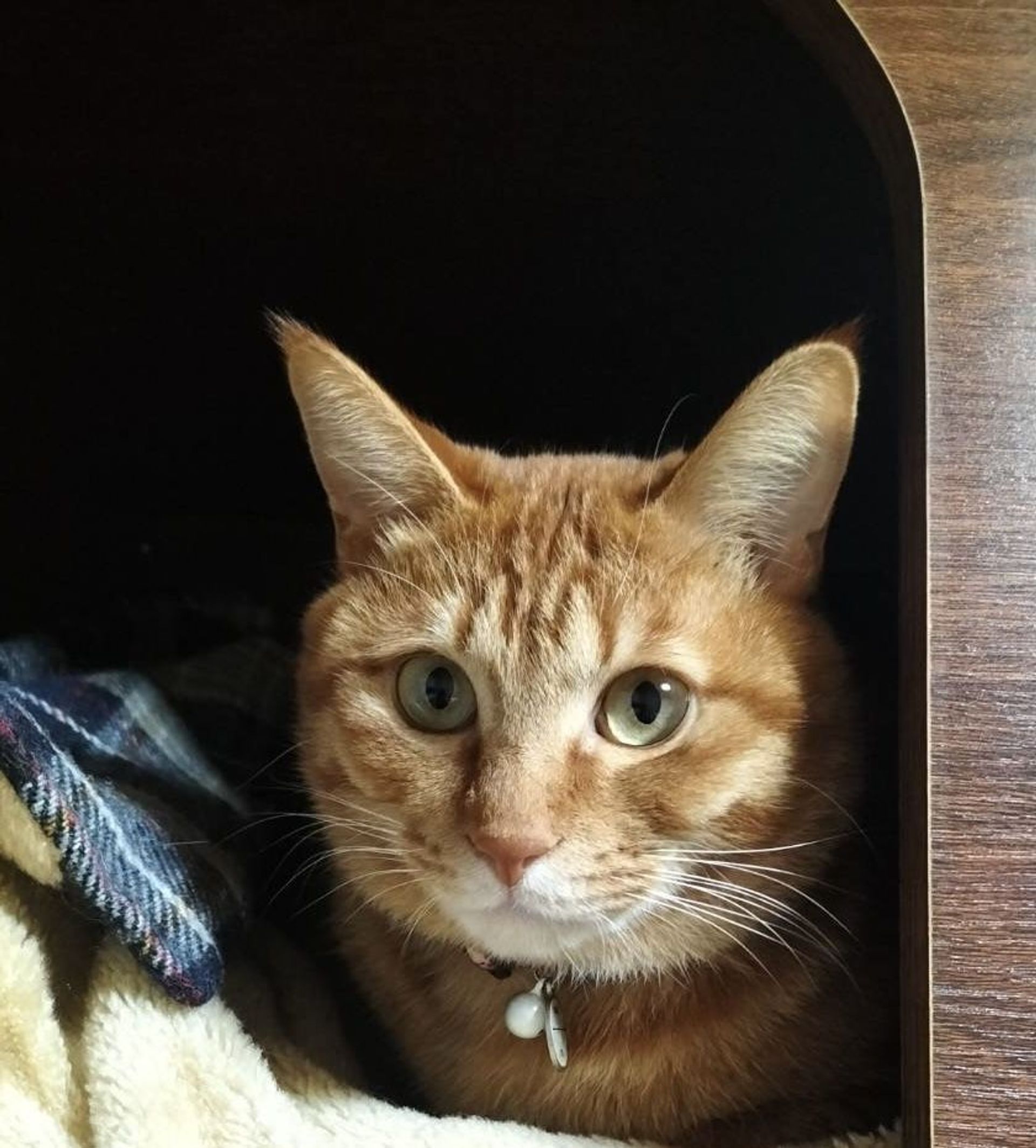 雑種（ミックス猫）・オスの里親募集の写真
