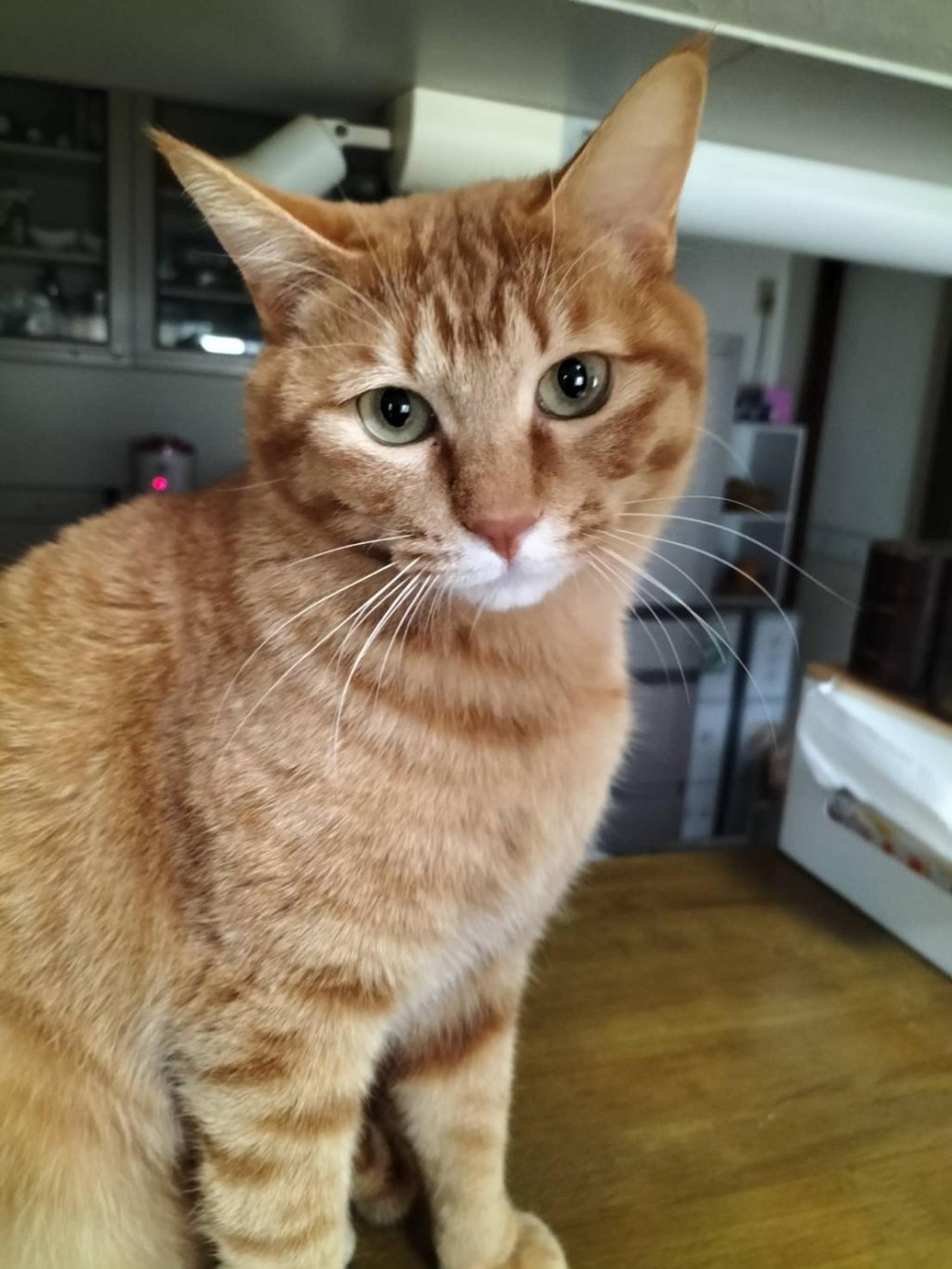 pet-image-3