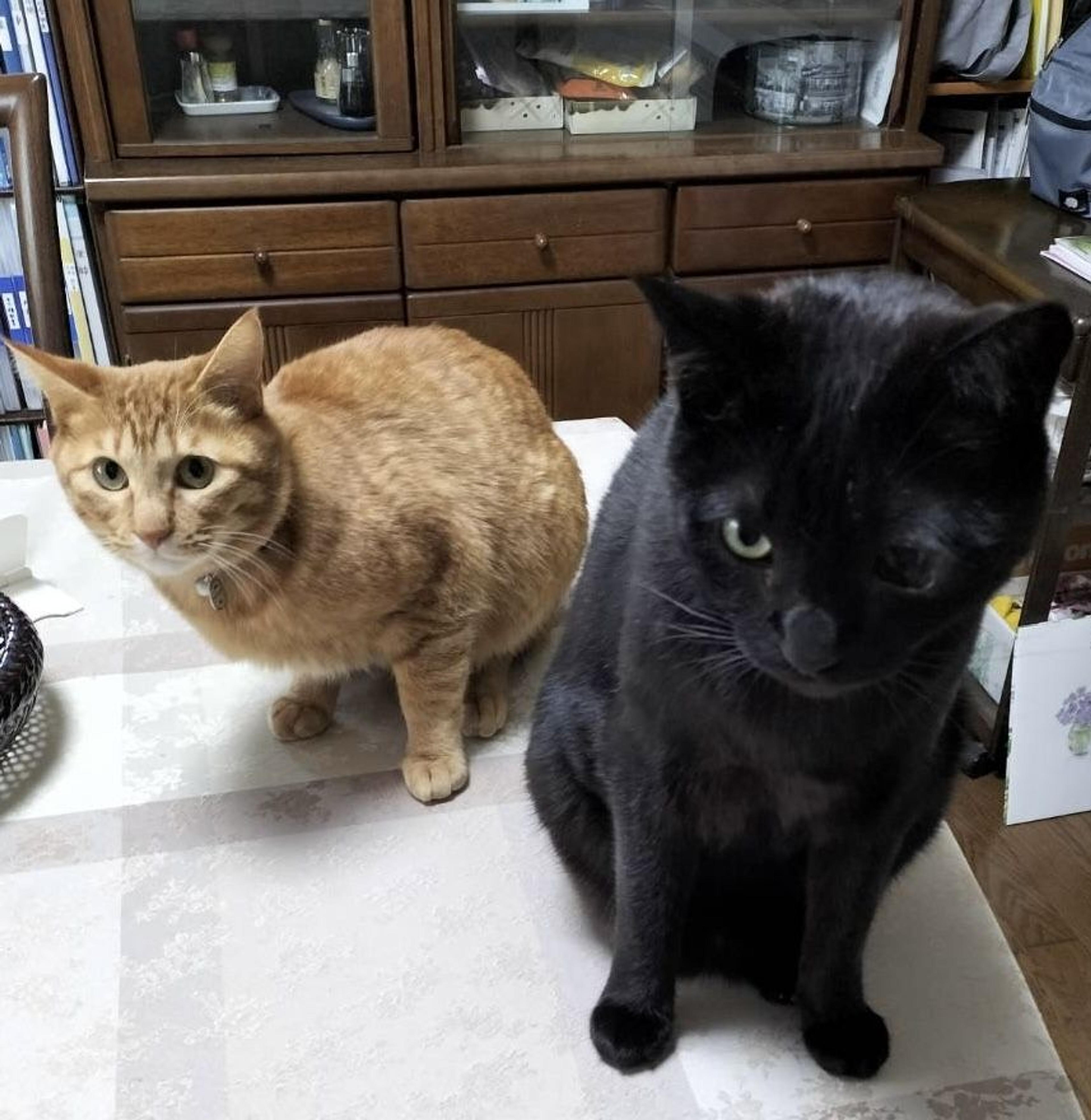 pet-image-4