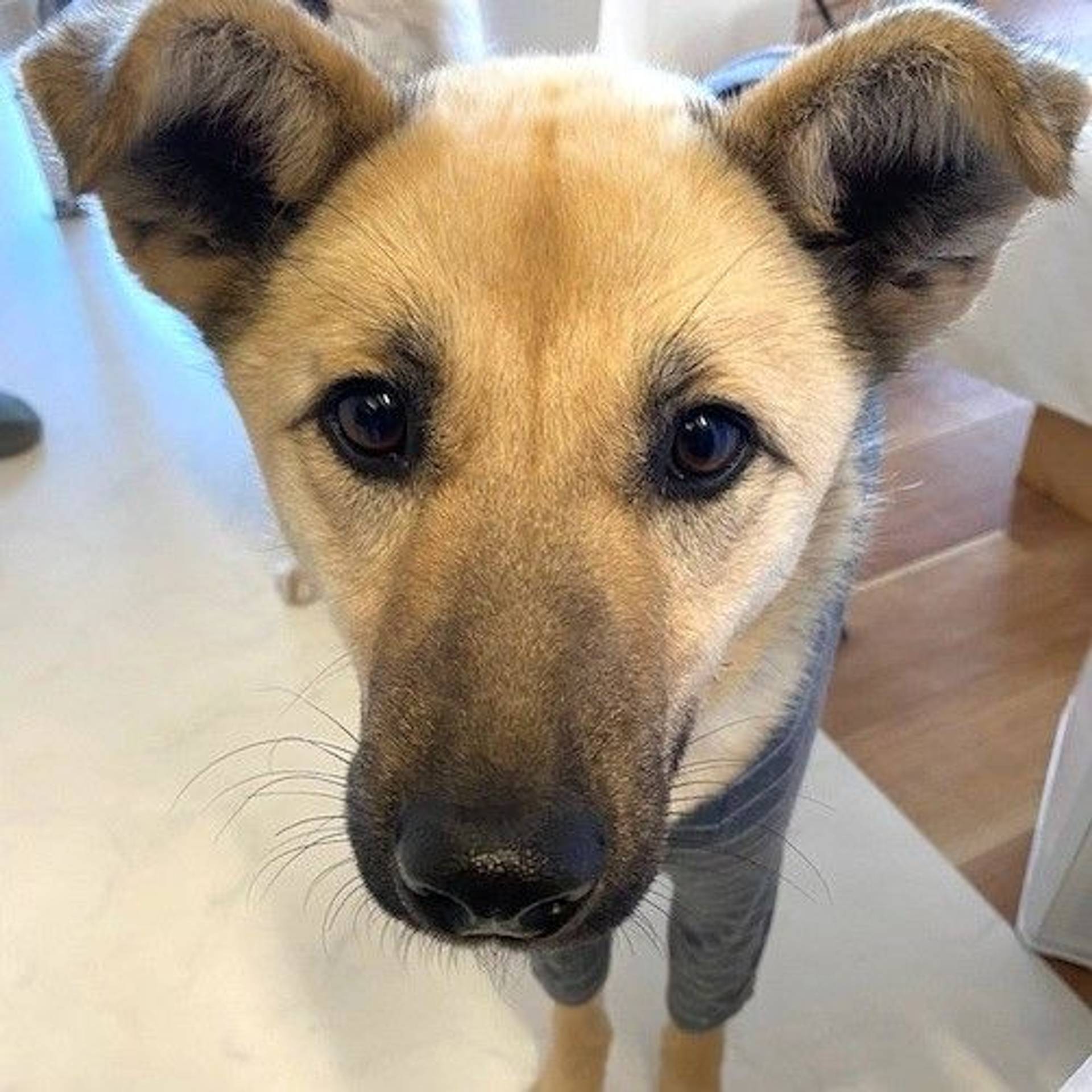 雑種（ミックス犬）・メスの里親募集の写真