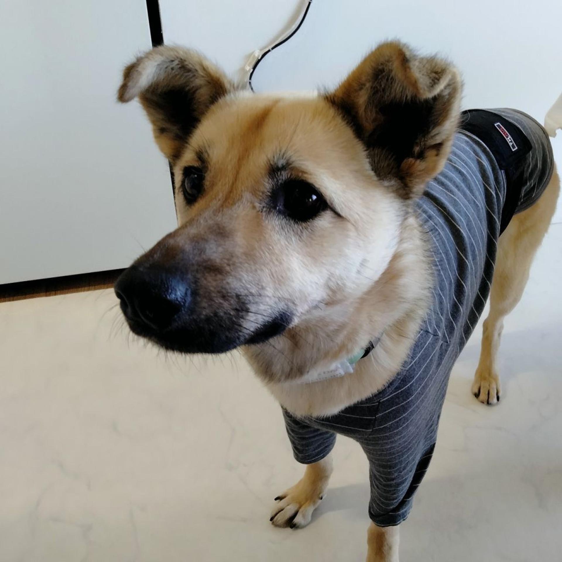 pet-image-3