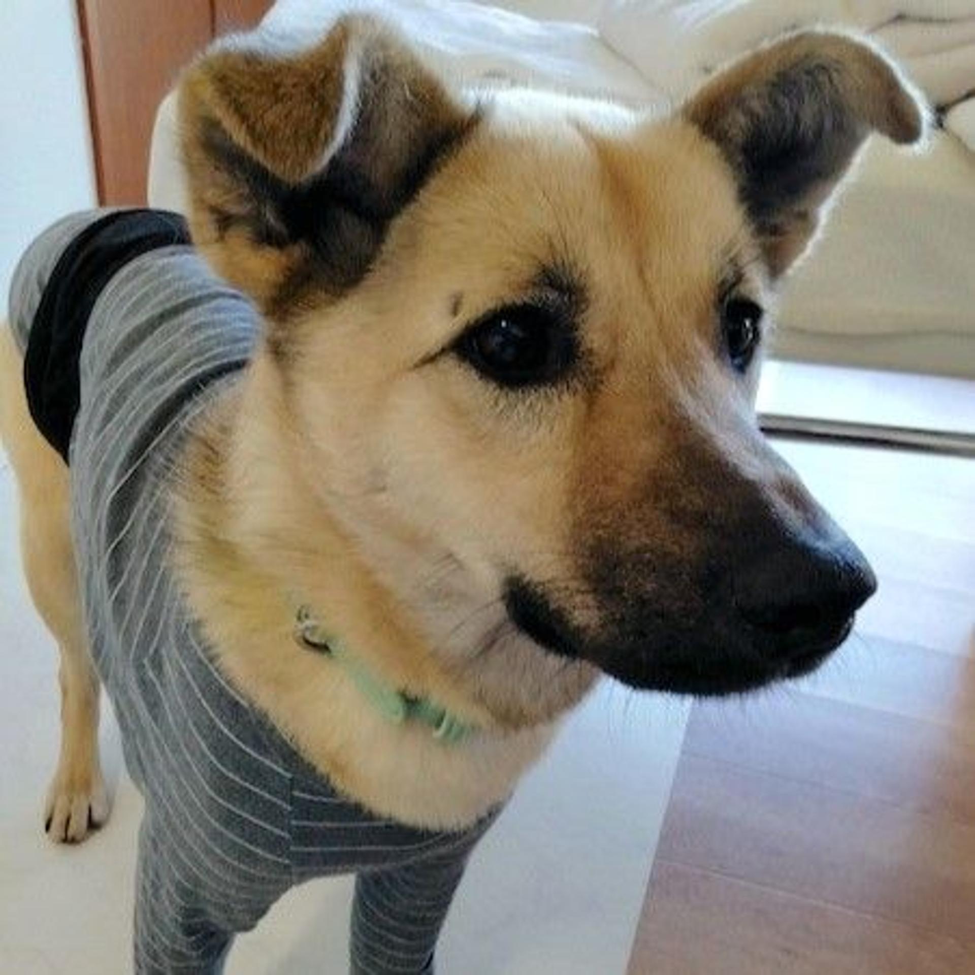 pet-image-4
