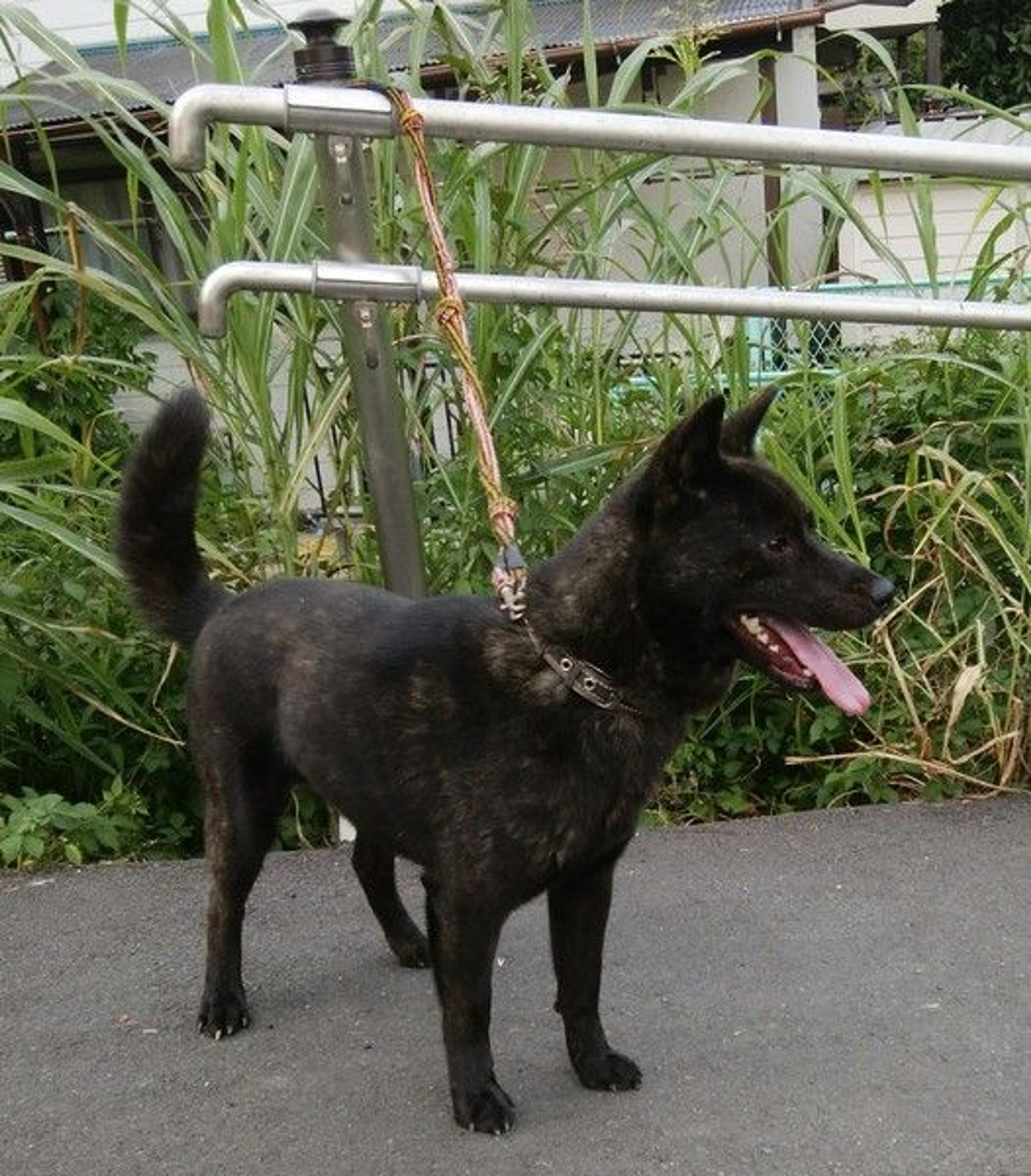 pet-image-2