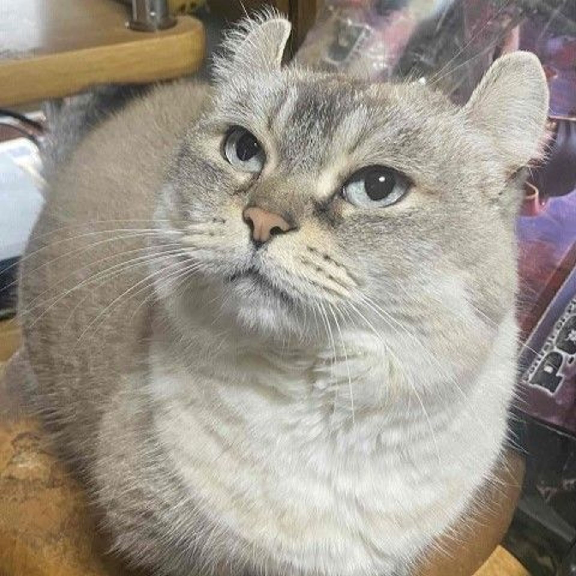 雑種（ミックス猫）・メスの里親募集の写真