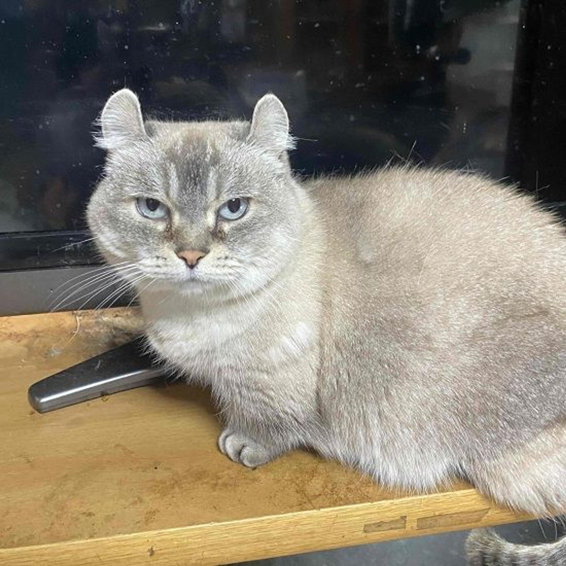 pet-image-2